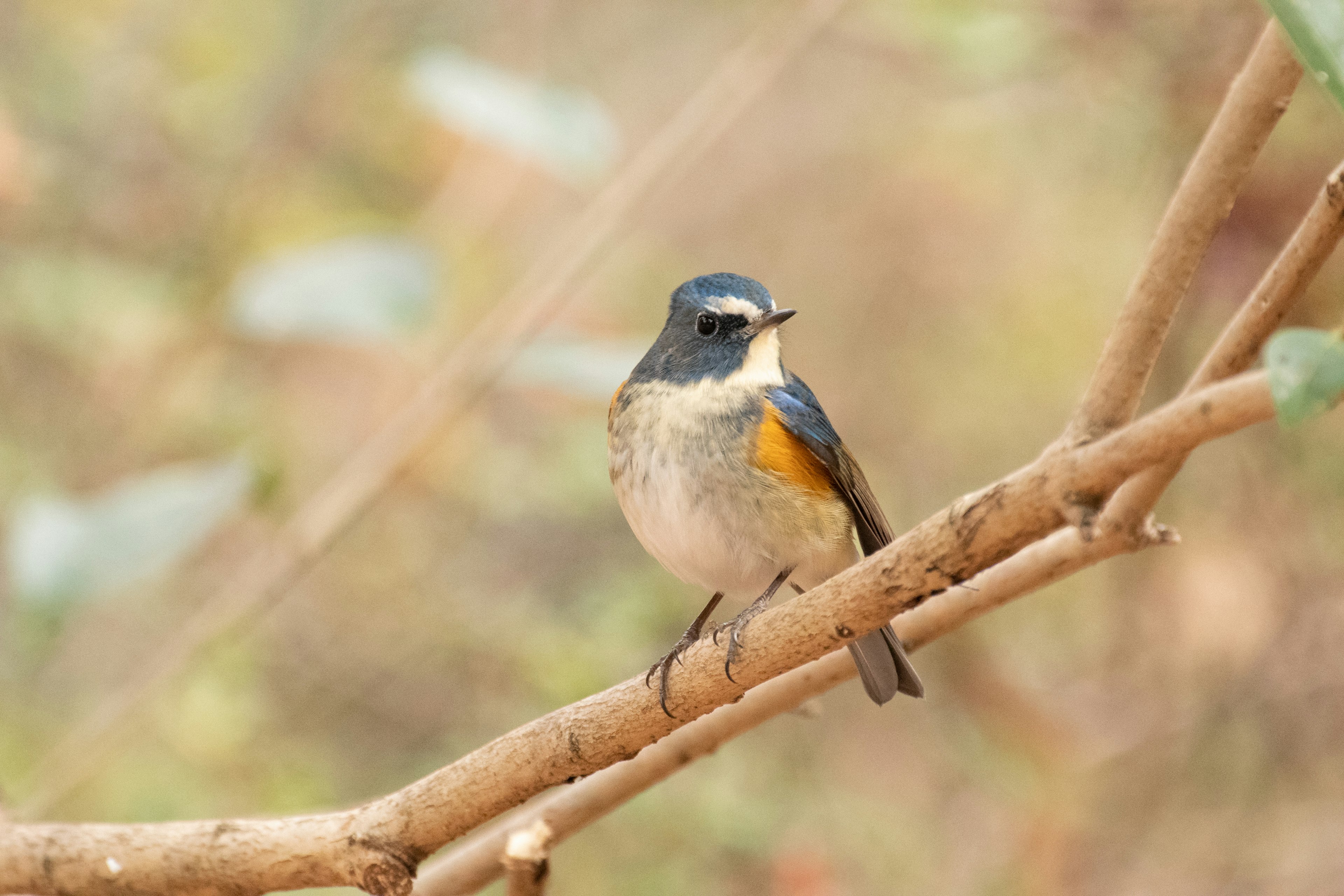 Un petit oiseau avec une tête bleue et une poitrine orange perché sur une branche