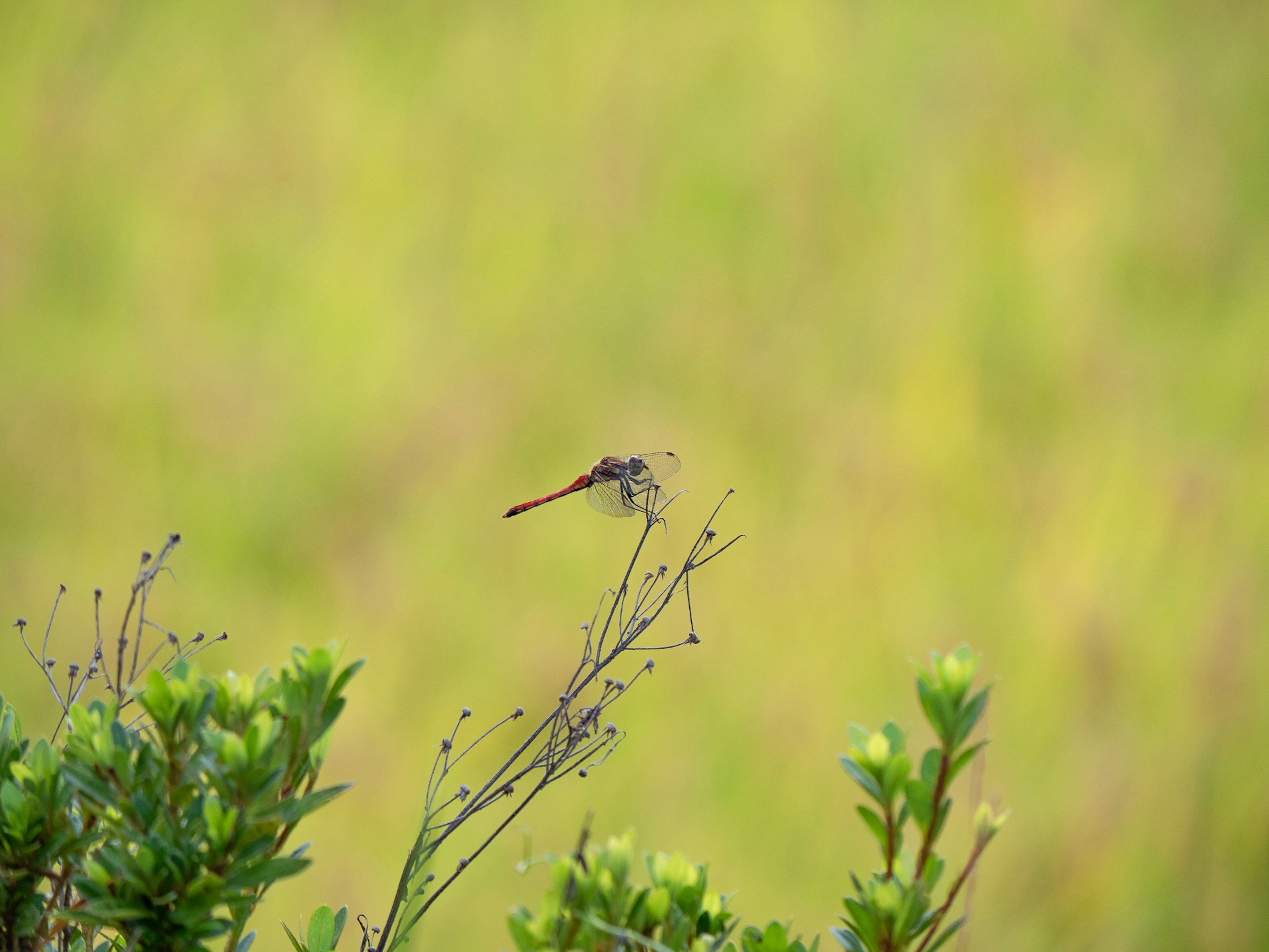 Una piccola libellula appollaiata su un rametto con uno sfondo verde sfocato