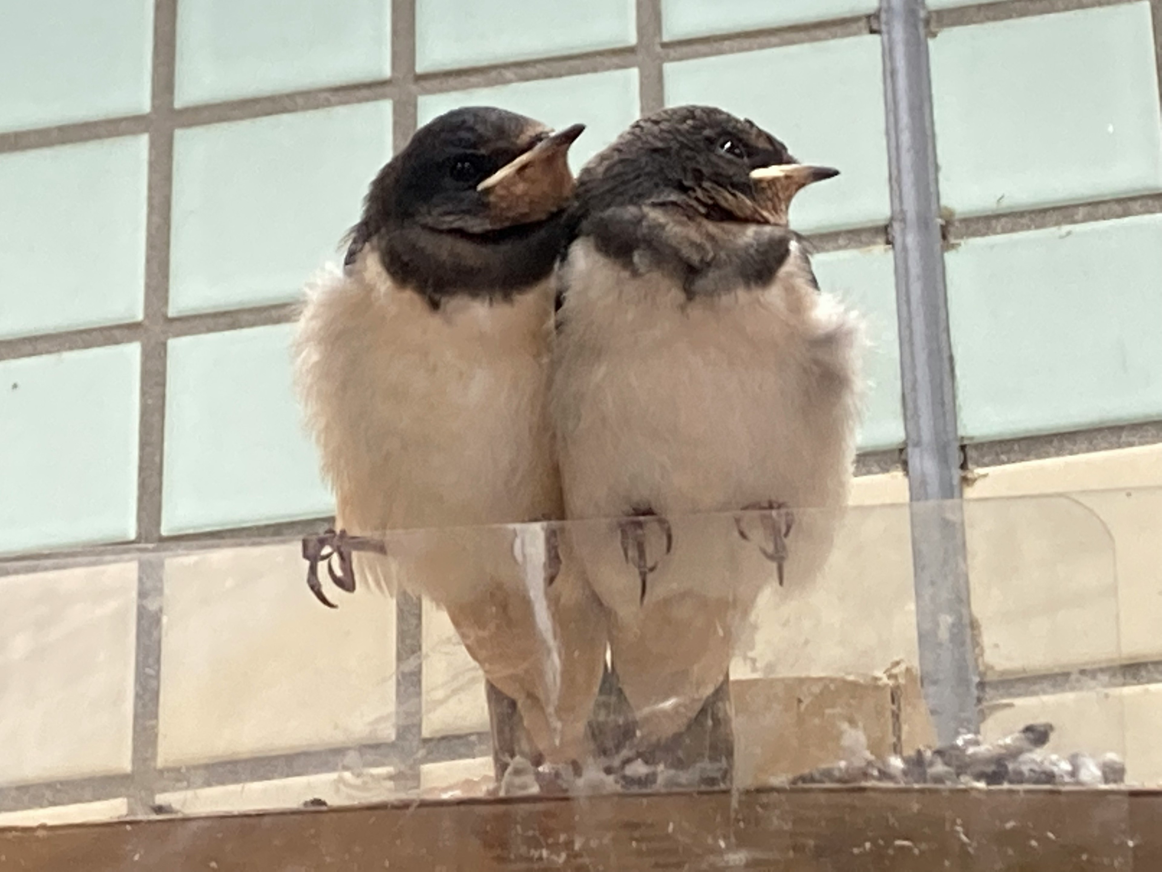 Two young swallows sitting close together near a glass window