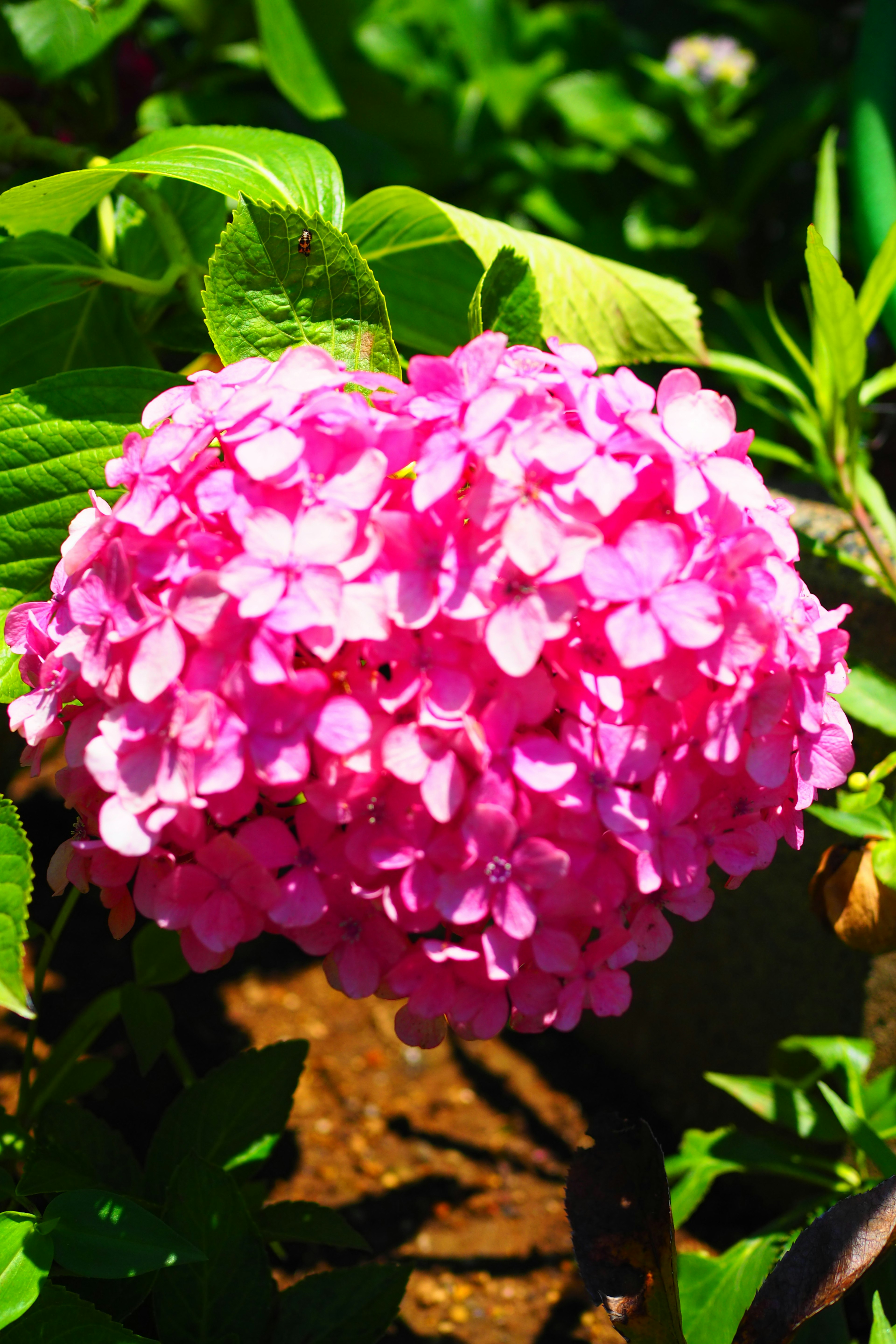 Lebendige rosa Hortensie blüht zwischen grünen Blättern