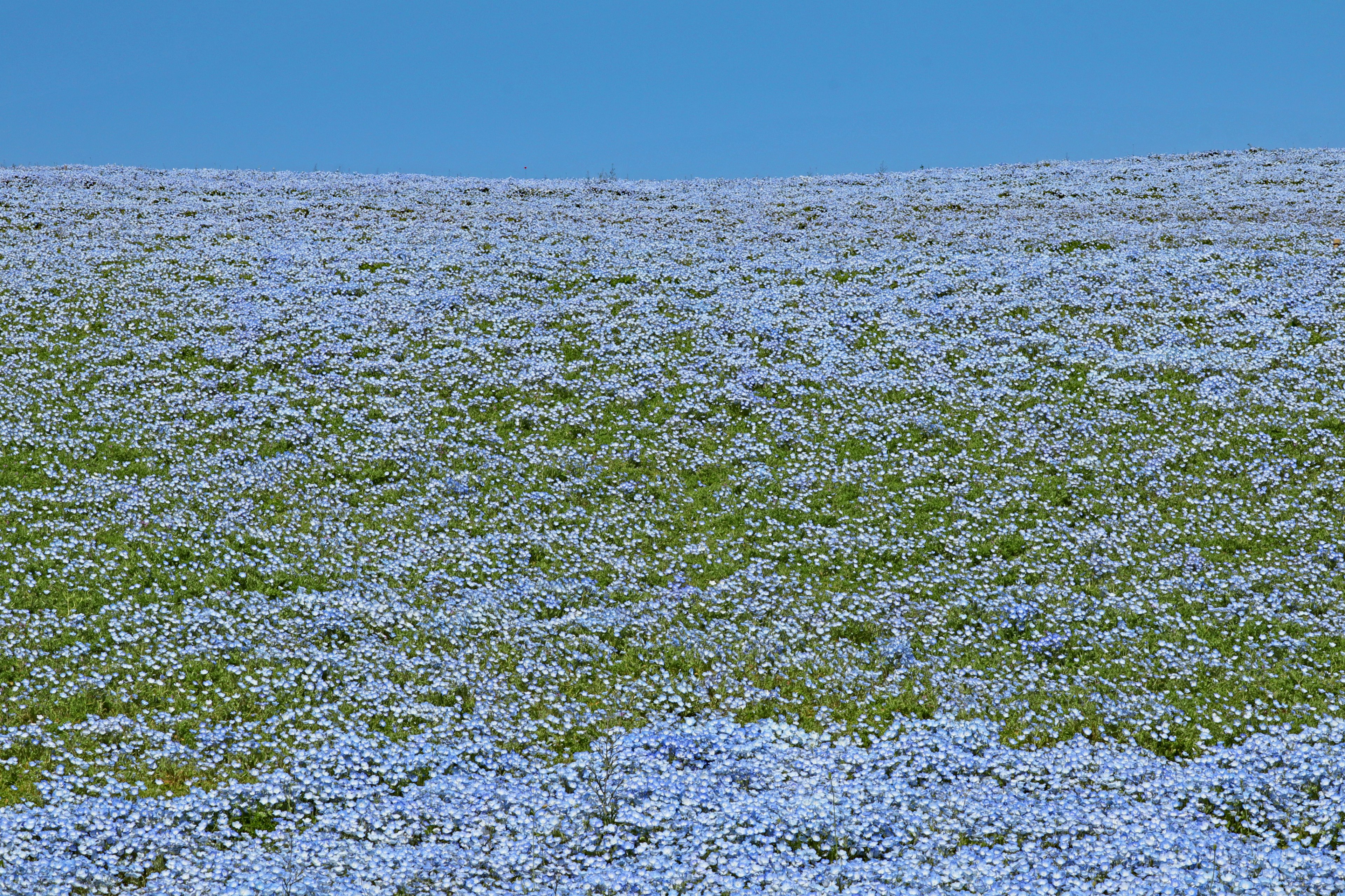 Champ vaste couvert de fleurs bleues sous un ciel dégagé