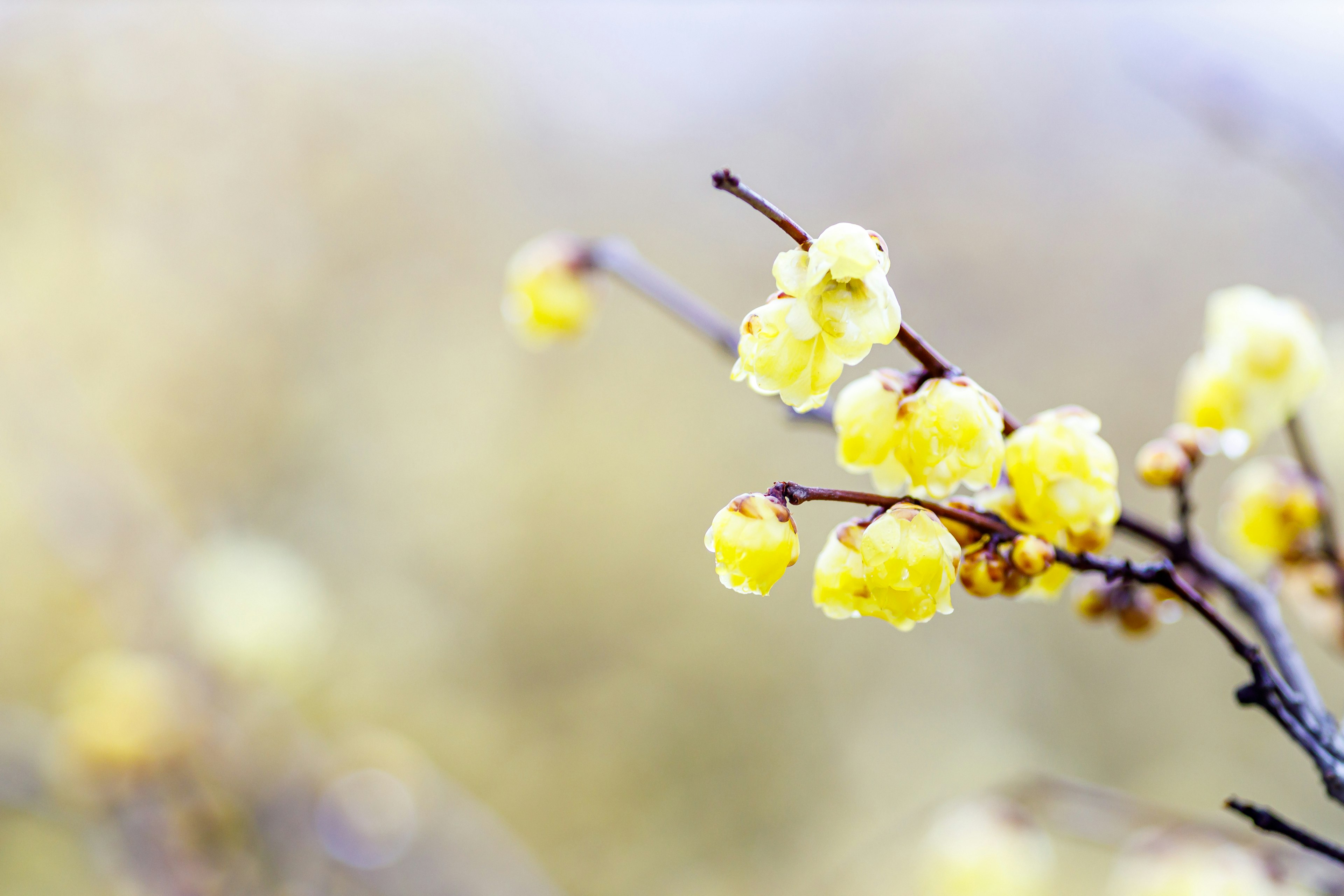 Gambar close-up cabang dengan bunga kuning