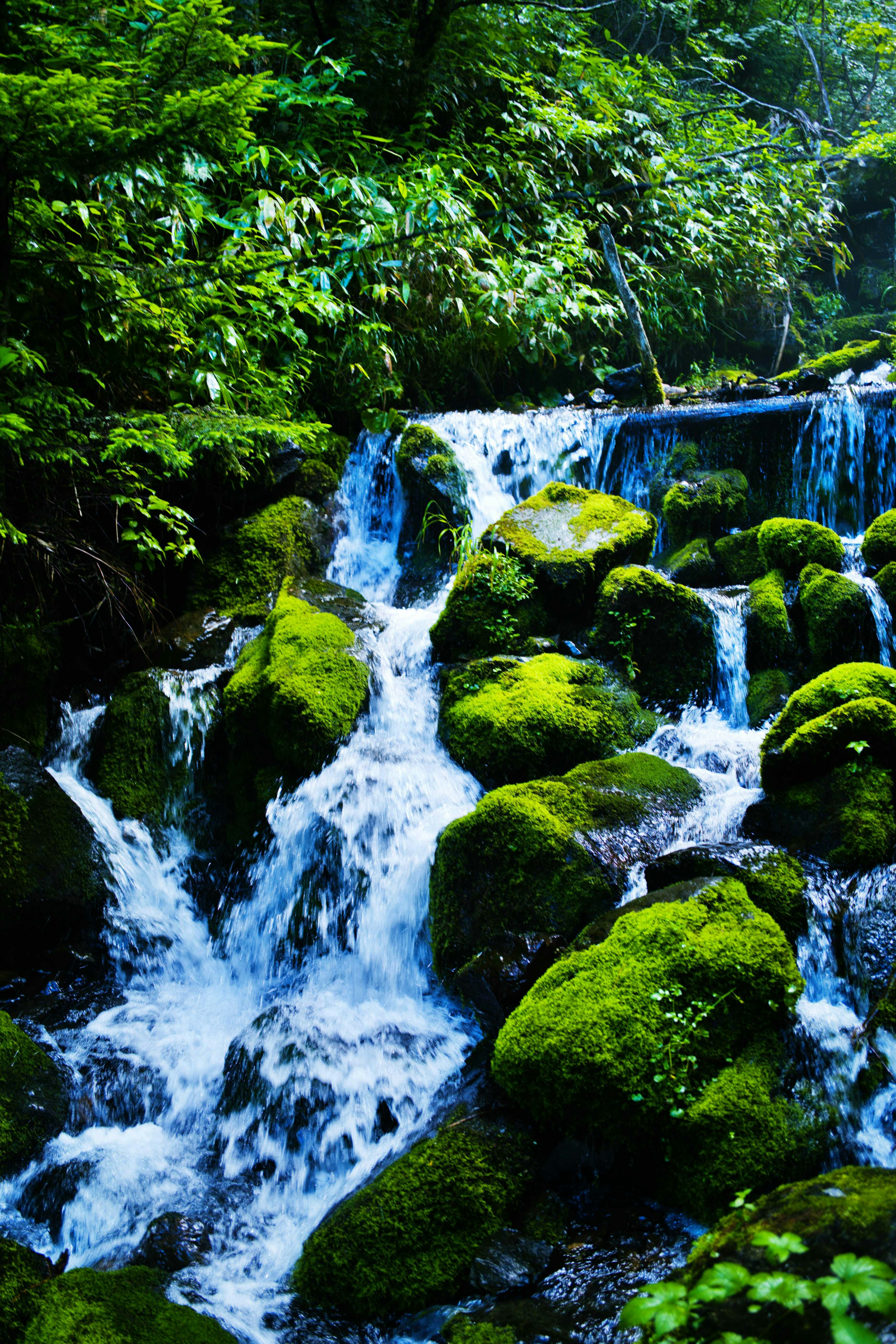 A beautiful scene of a clear stream flowing over moss-covered rocks