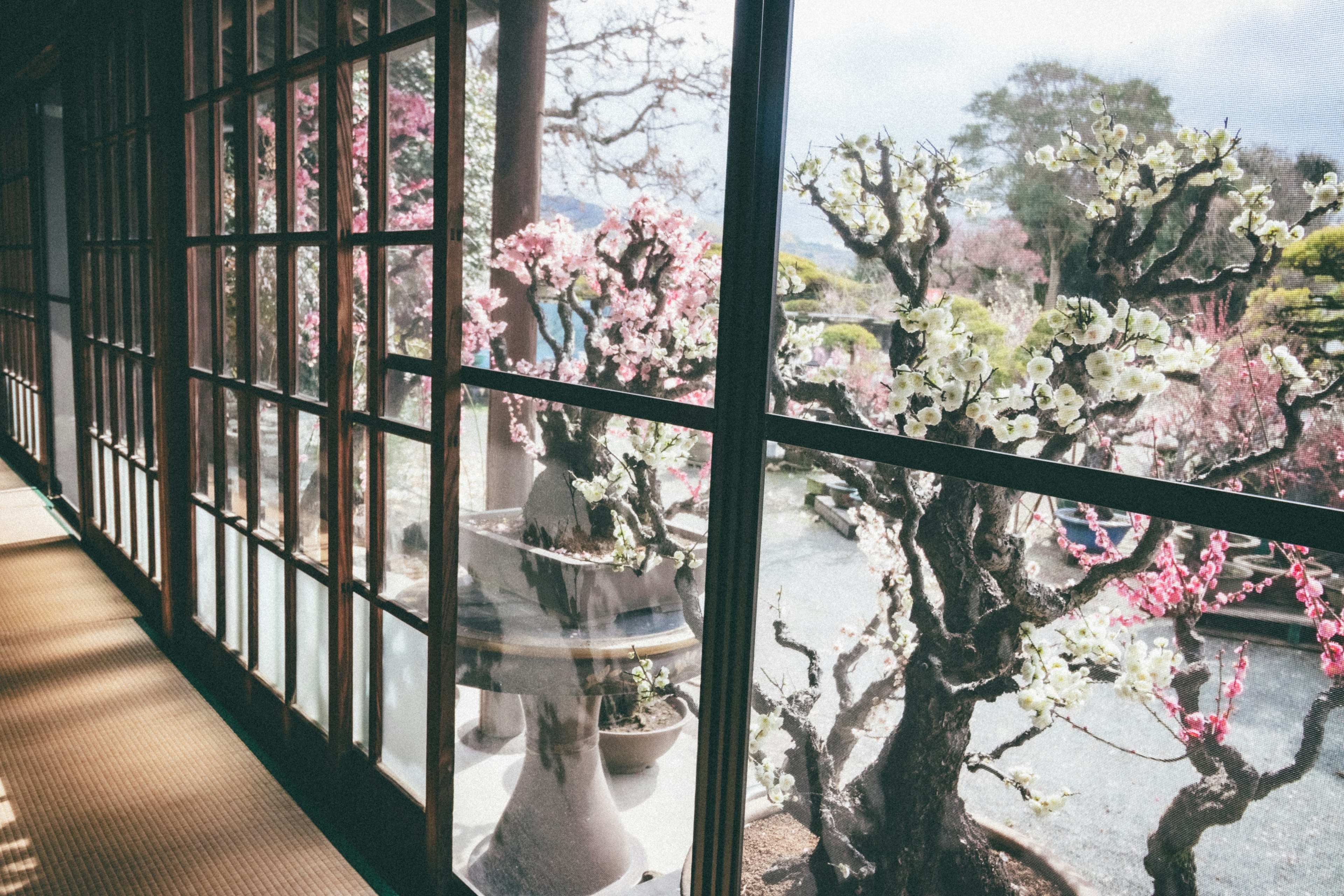 Fenêtre d'un bâtiment japonais traditionnel montrant de magnifiques cerisiers en fleurs