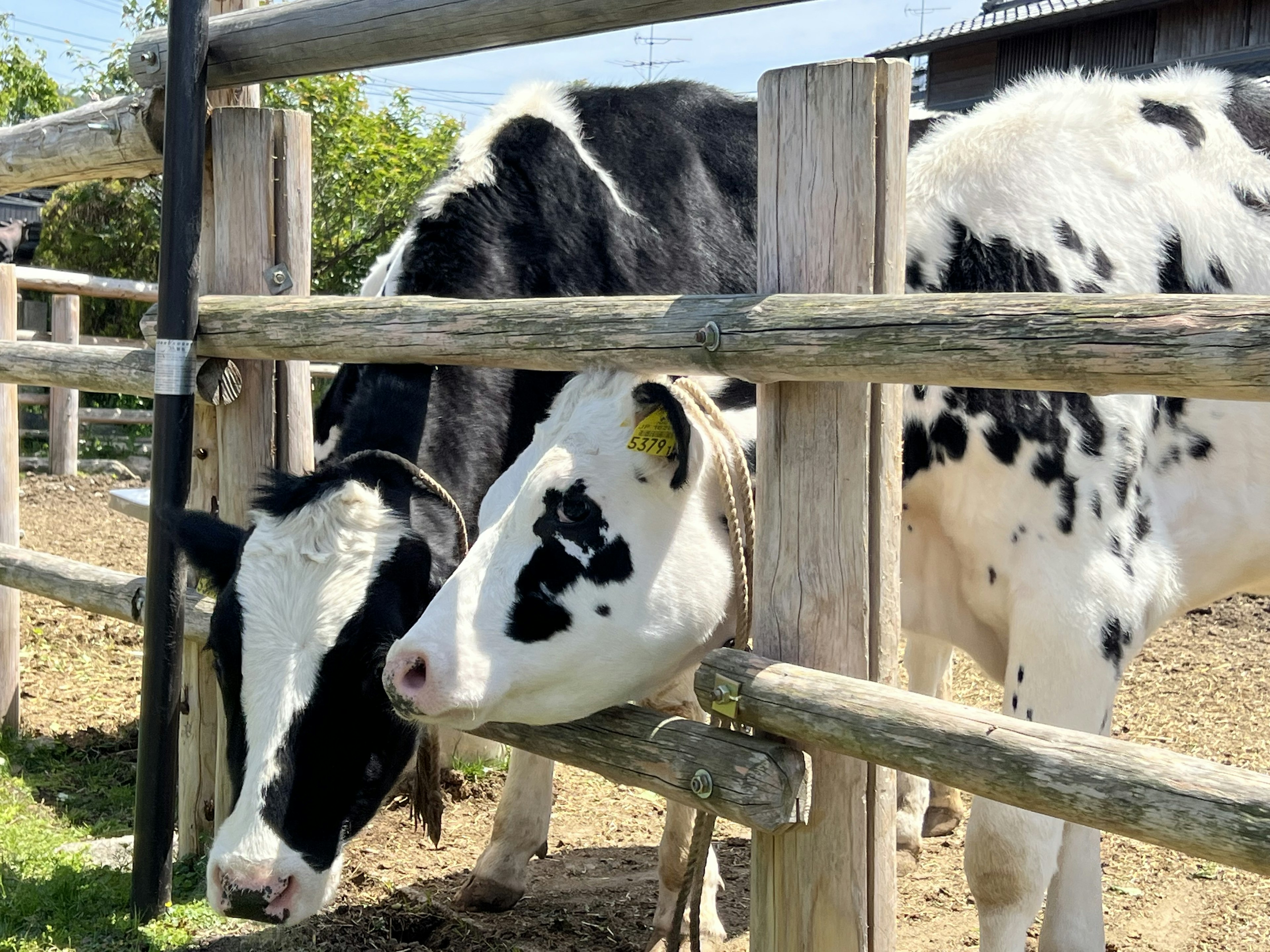 Cows peeking through a wooden fence in a sunny farm setting