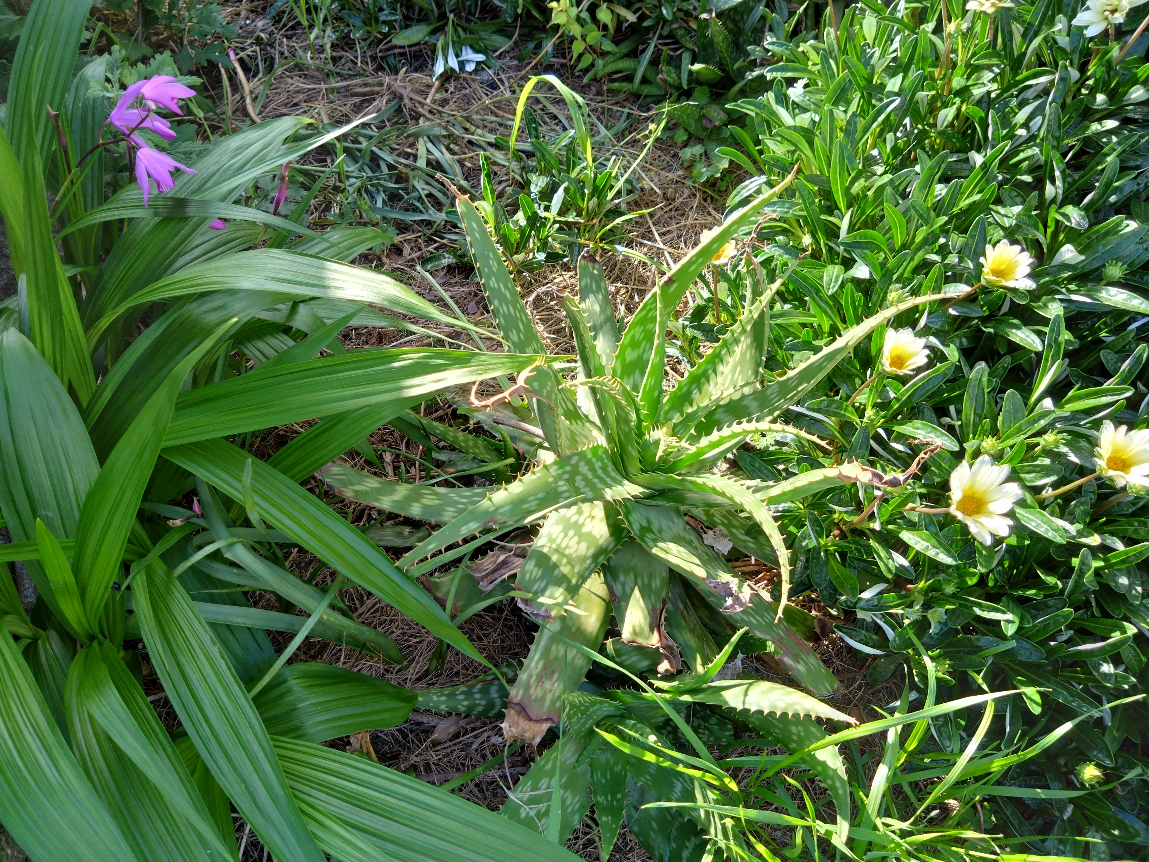 緑豊かな庭に生えるアロエと色とりどりの花々