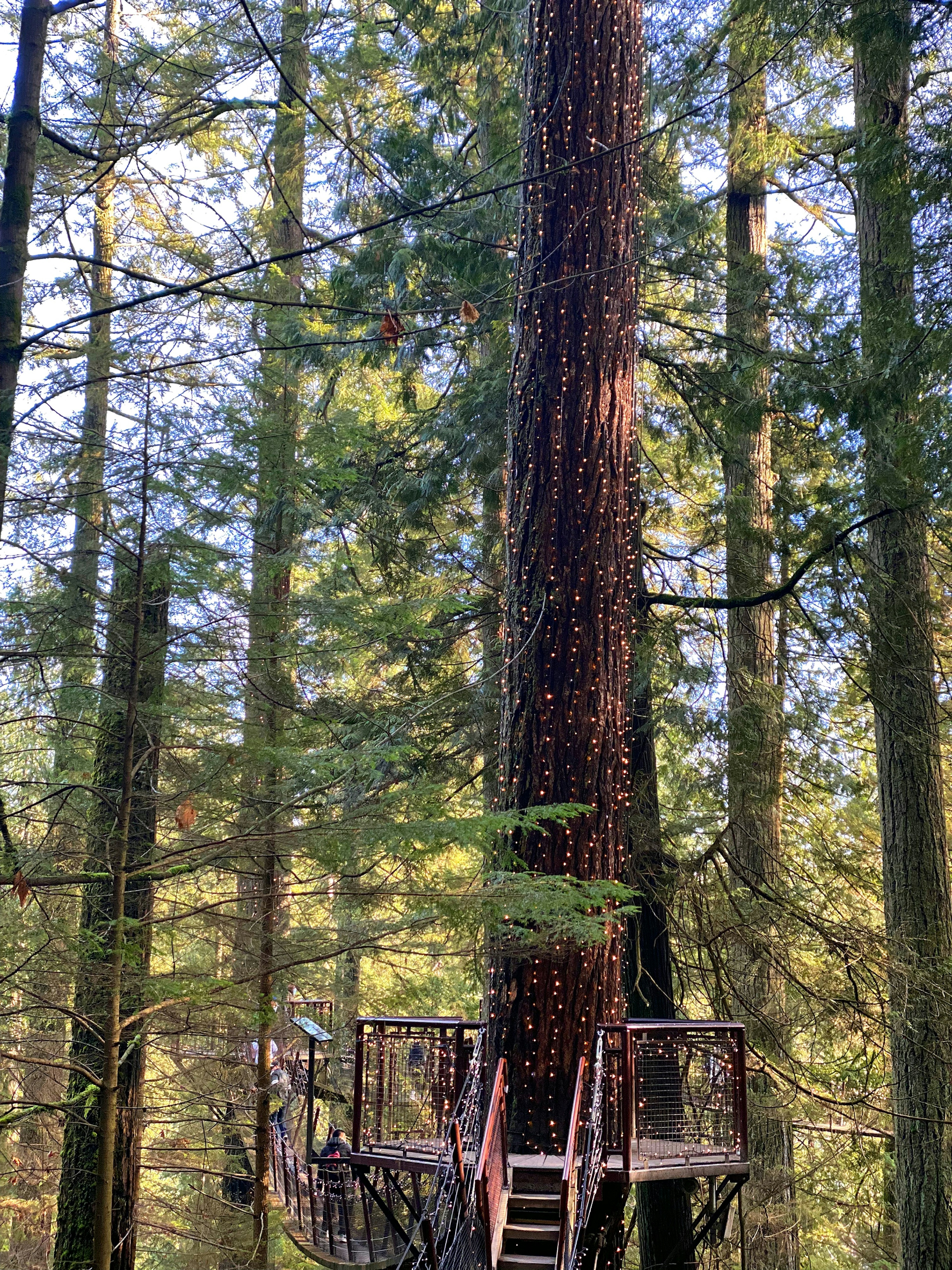 Plateforme d'observation en bois autour d'un arbre haut dans une forêt verte