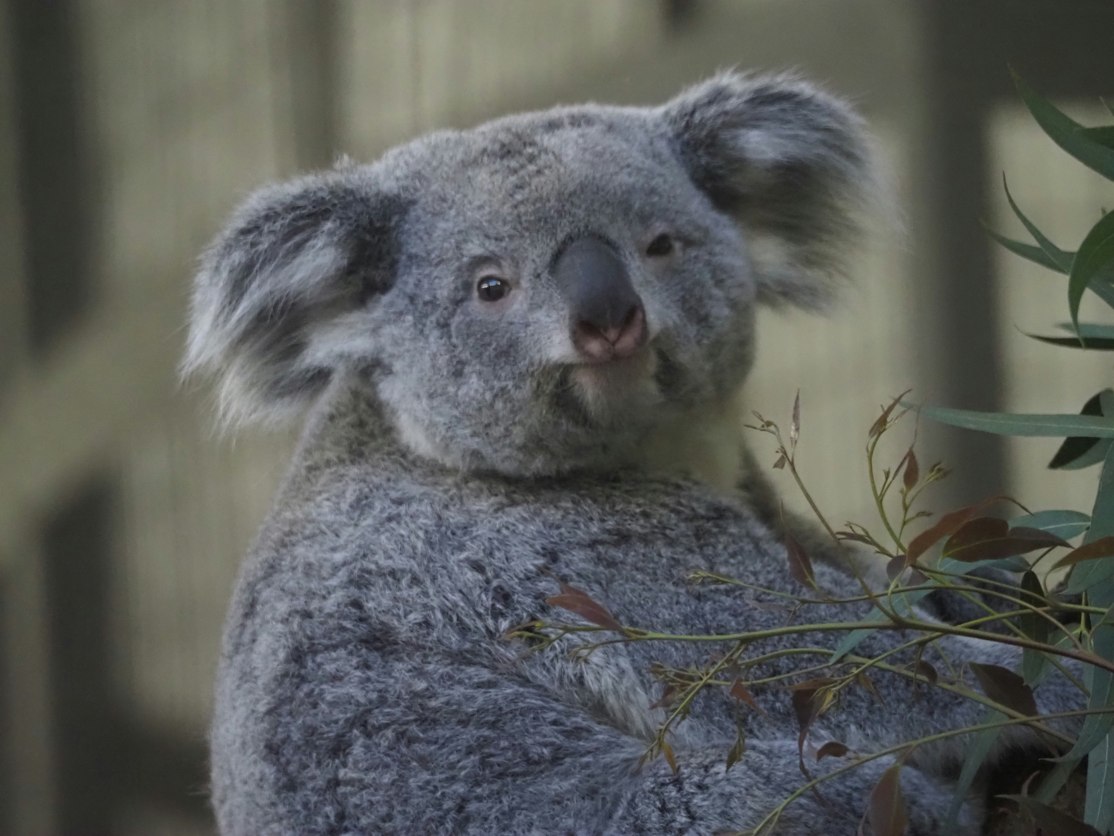 Koala resting on a tree branch with leaves