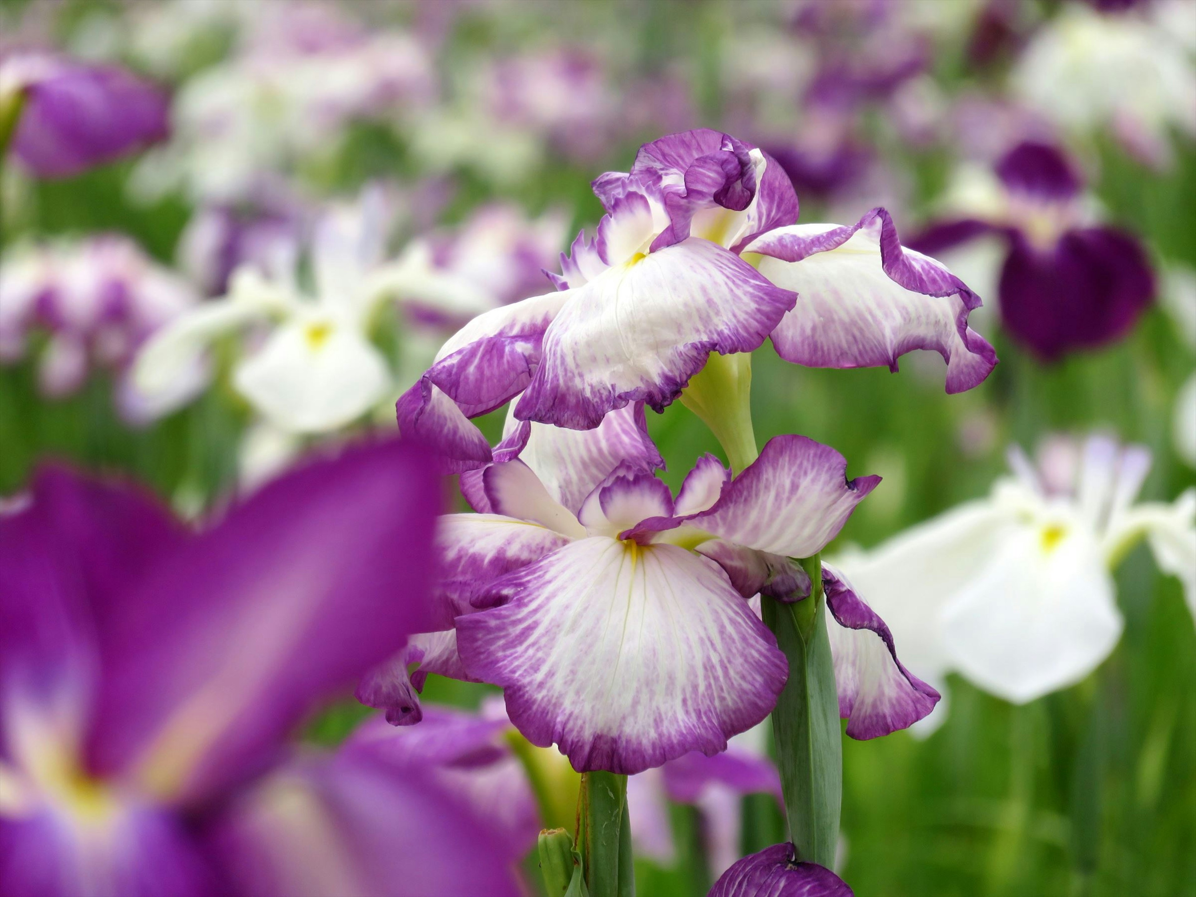 Hermoso paisaje de flores moradas y blancas en flor