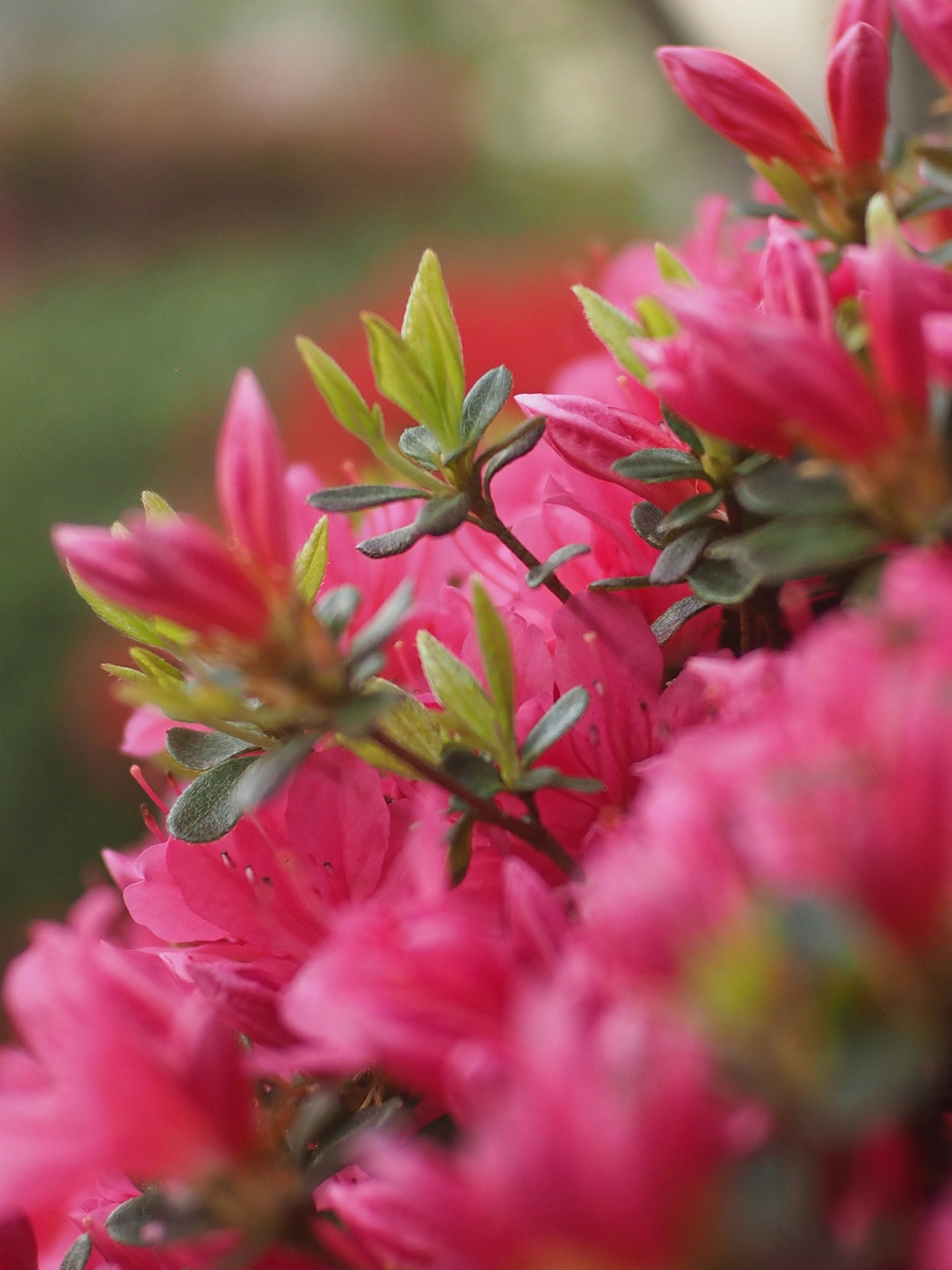 Gros plan de fleurs roses vives avec des feuilles vertes