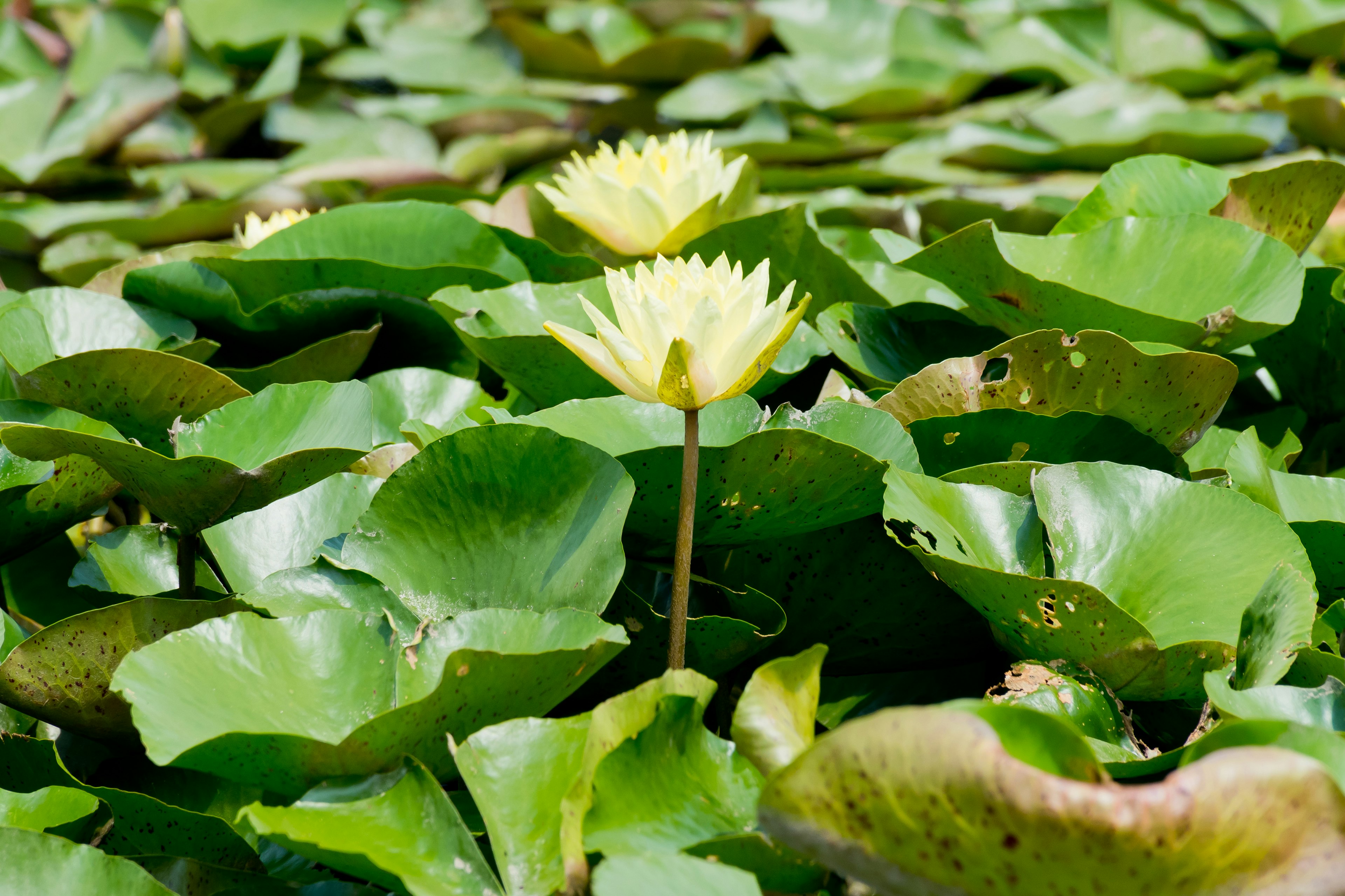 Weißes Wasserlilienblüte zwischen grünen Seerosenblättern