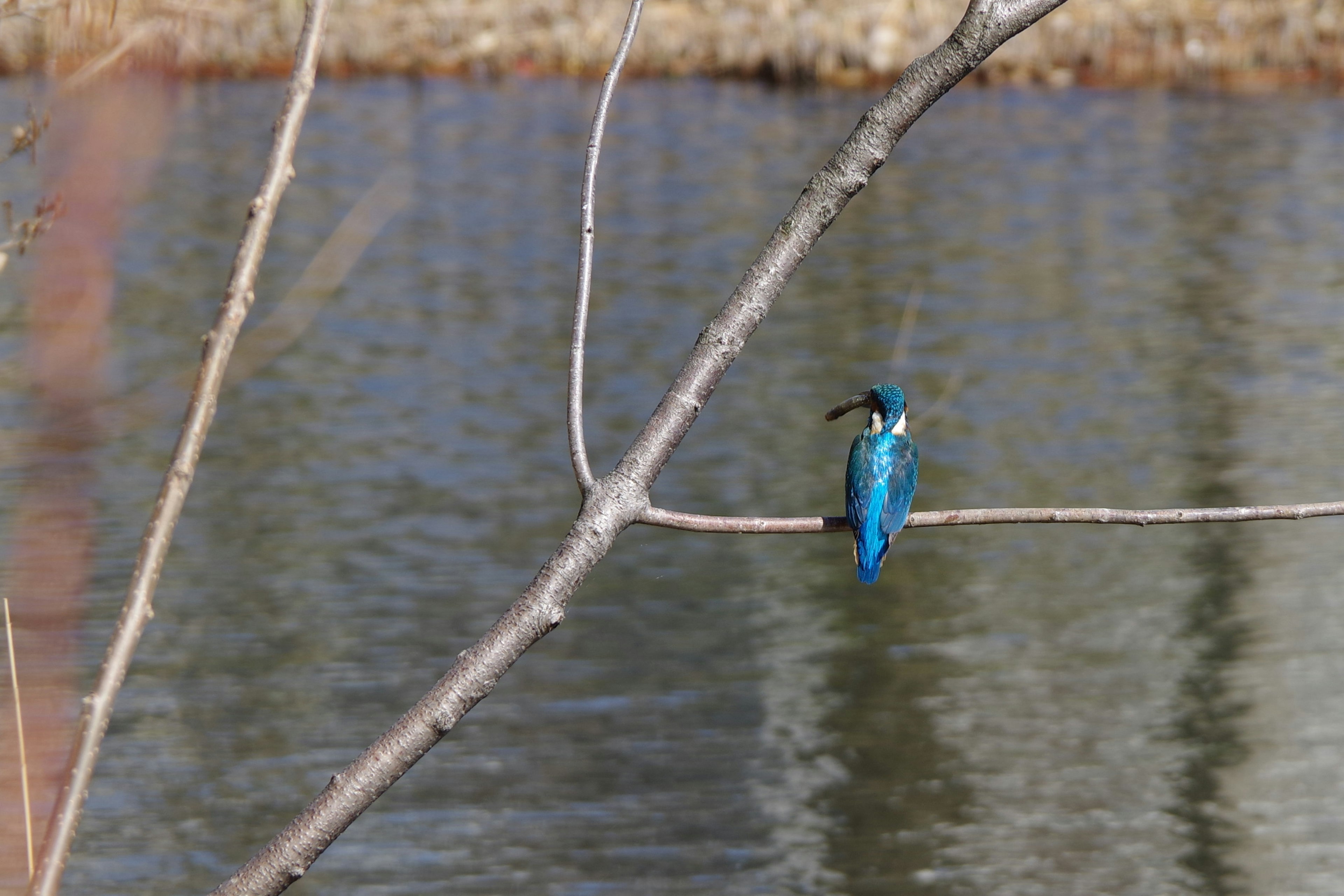 Un martin-pêcheur bleu perché sur une branche au bord de l'eau