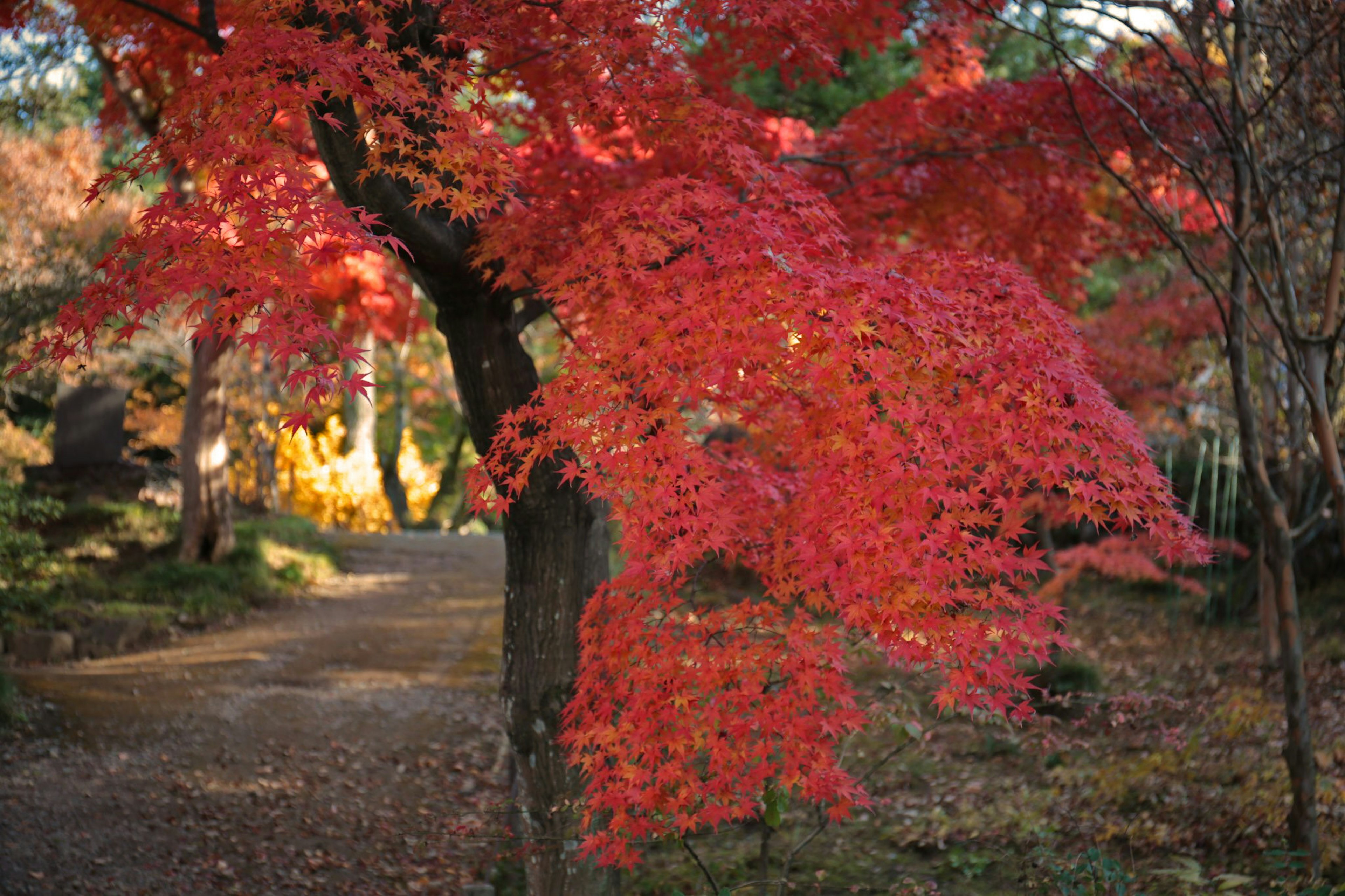 Vue pittoresque d'un arbre d'érable rouge vibrant le long d'un chemin