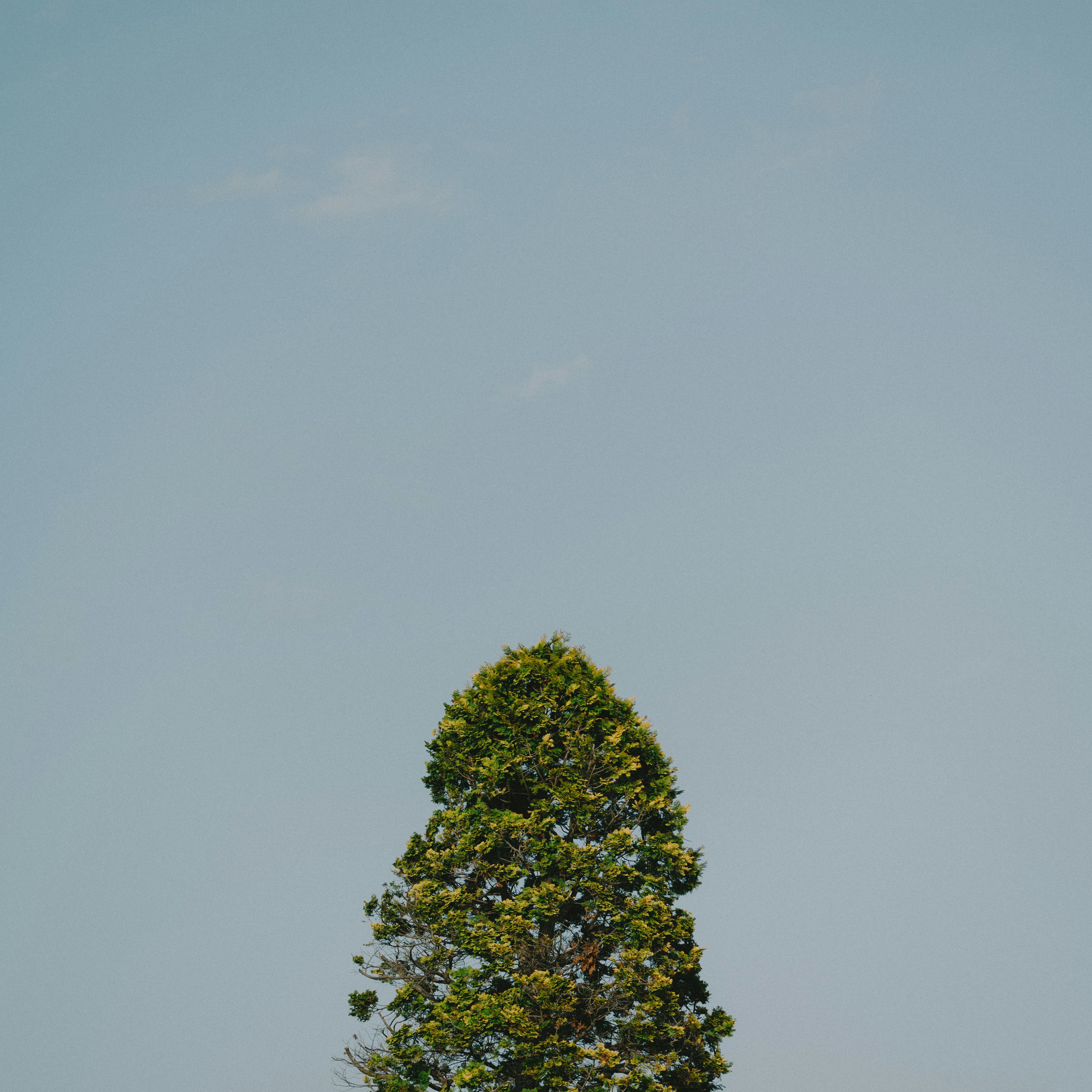 青空の下にそびえる緑の木のシルエット