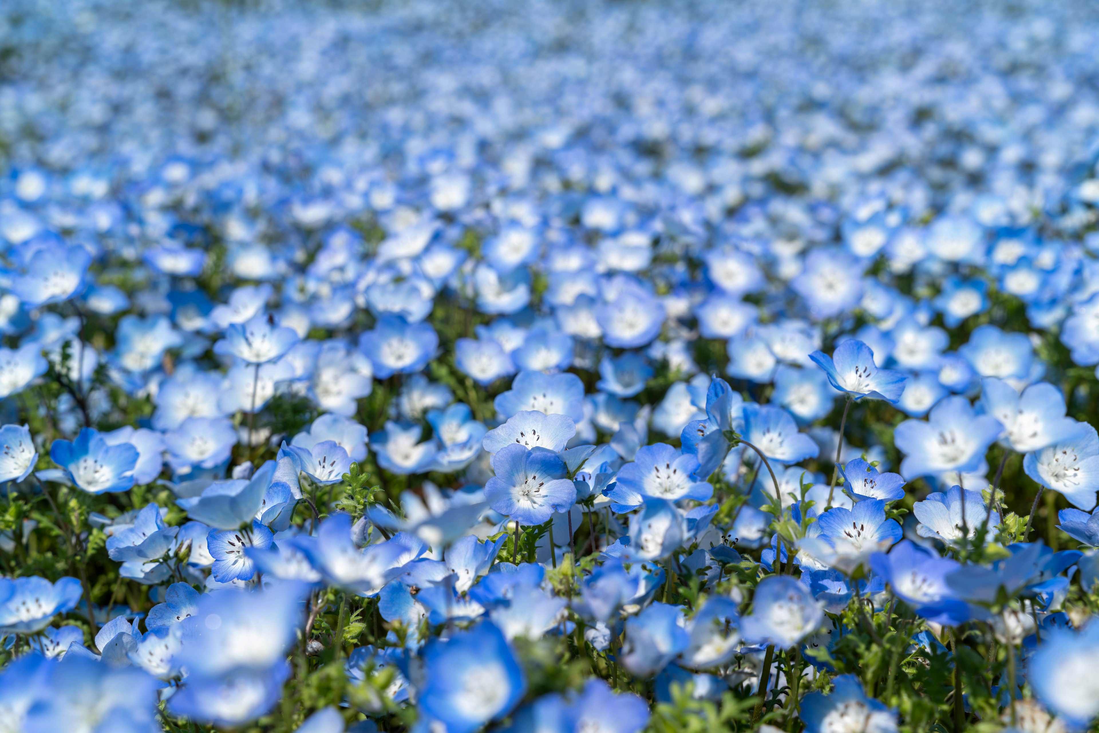 Un campo de flores azules en plena floración