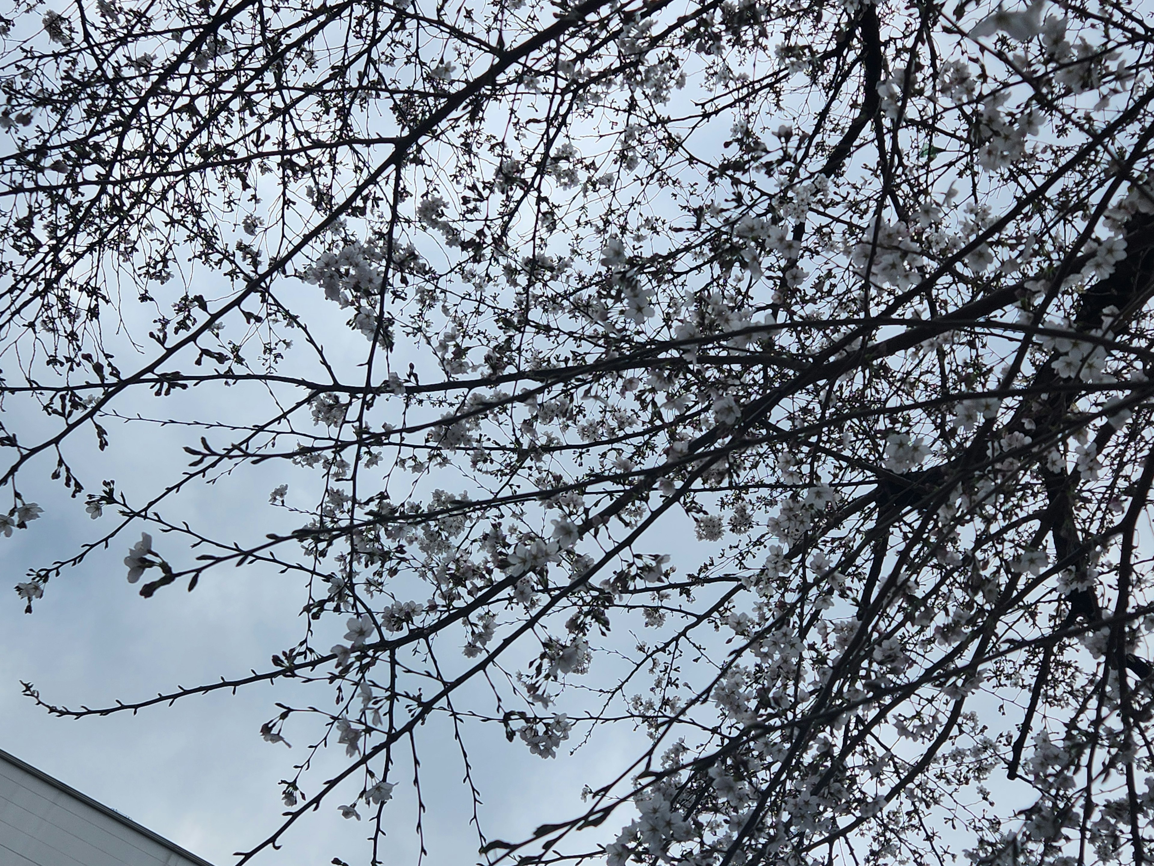 Branches de cerisier en fleurs avec un ciel nuageux