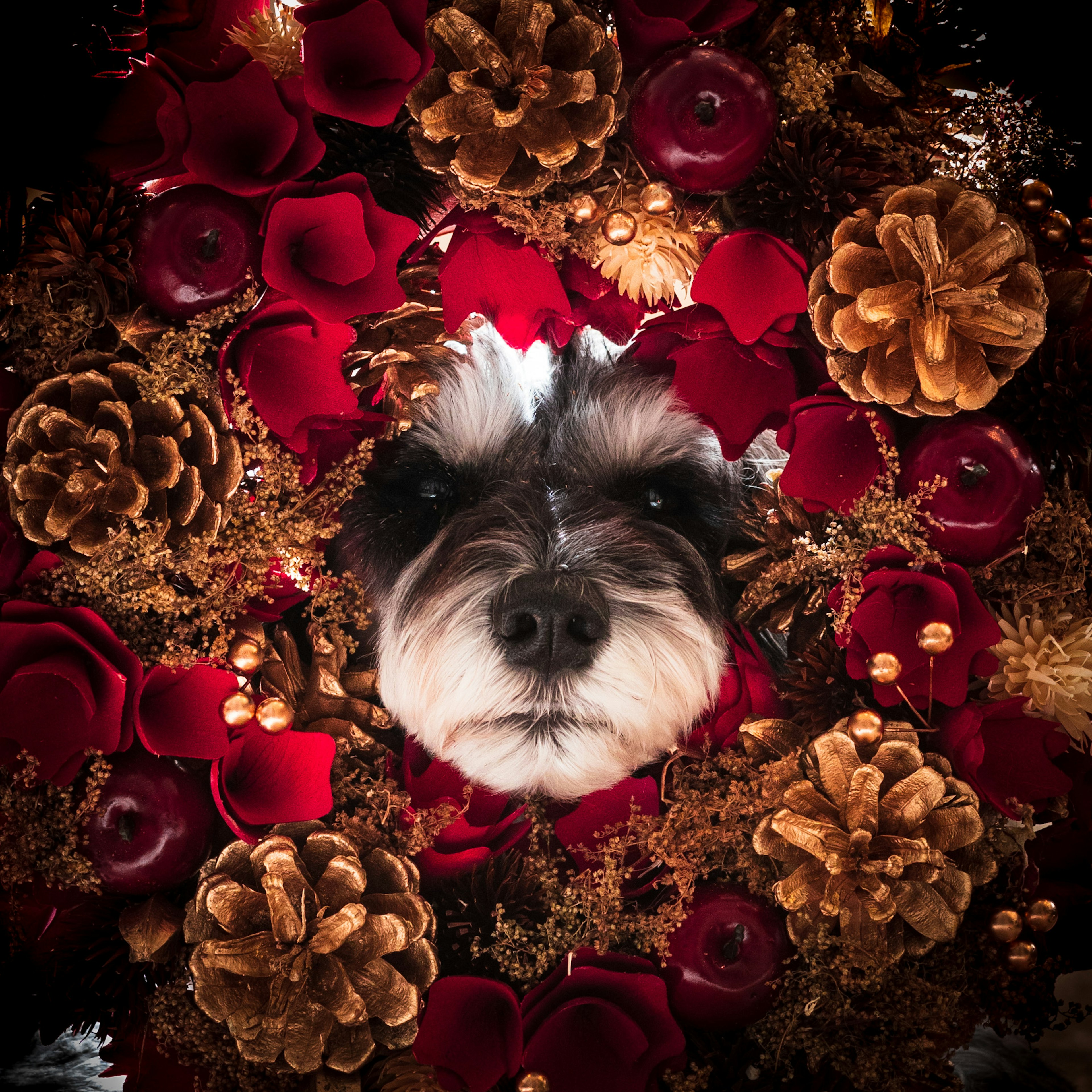 Dog's face surrounded by red roses and pine cones