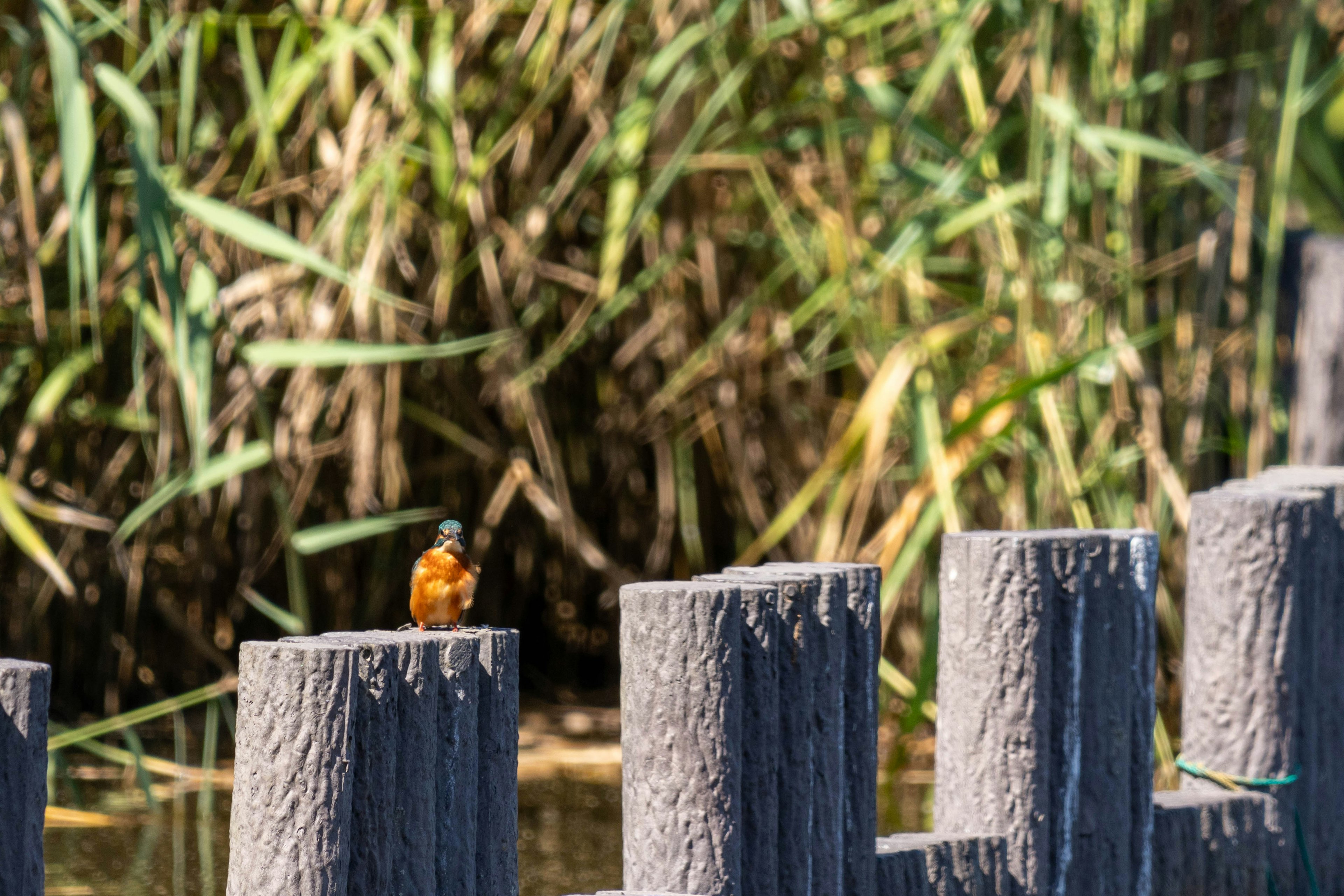 Orange bird perched on wooden post by water with green vegetation in background