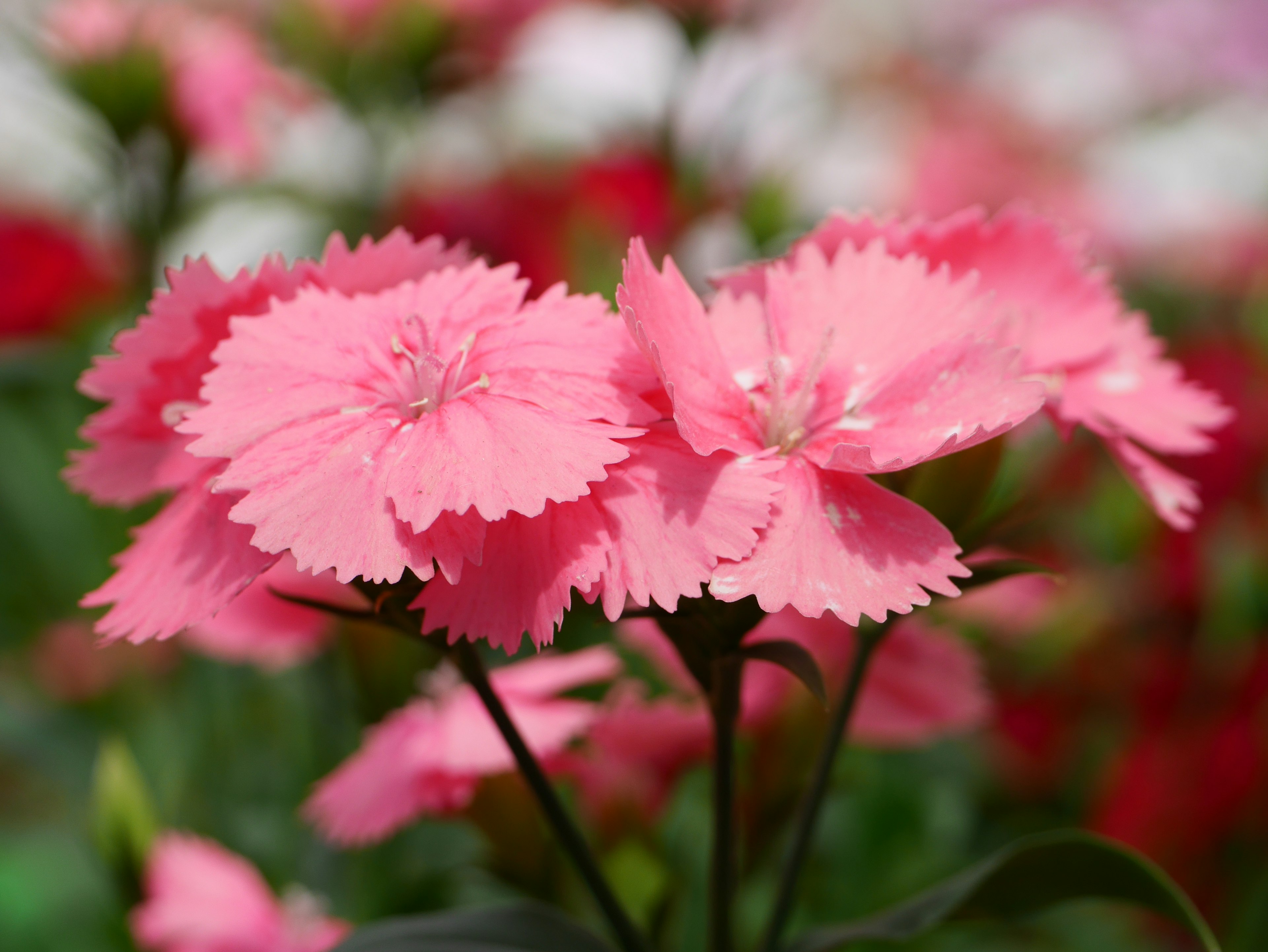 Vibrant pink flowers in a garden setting