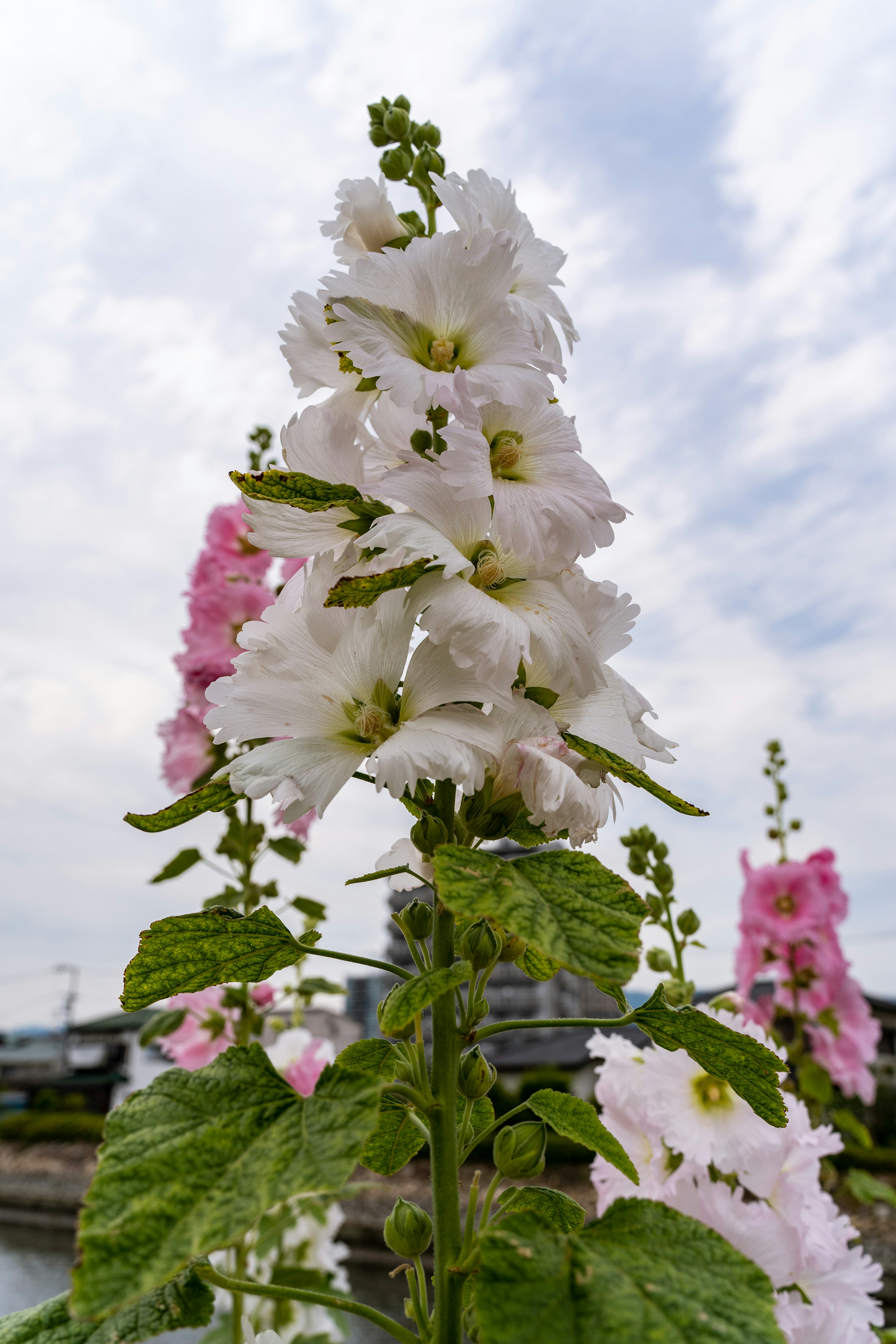 Fleurs de guimauve blanches hautes avec des feuilles vertes sous un ciel nuageux