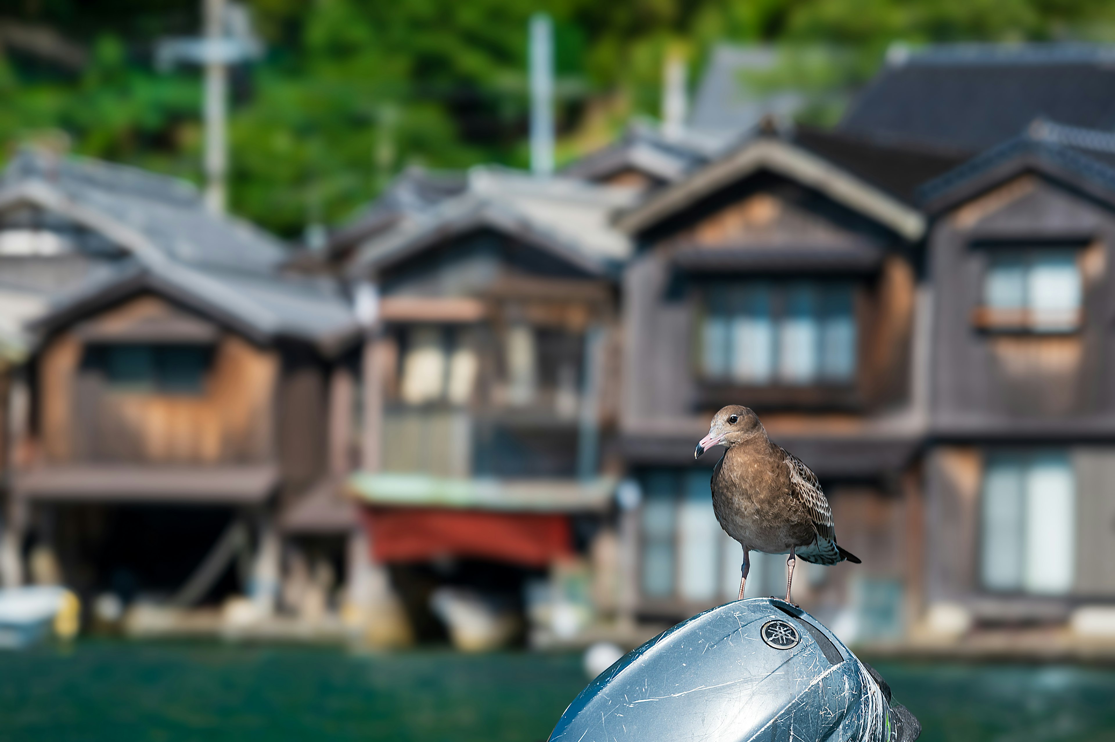 Un pájaro posado en un barco con casas japonesas tradicionales al fondo