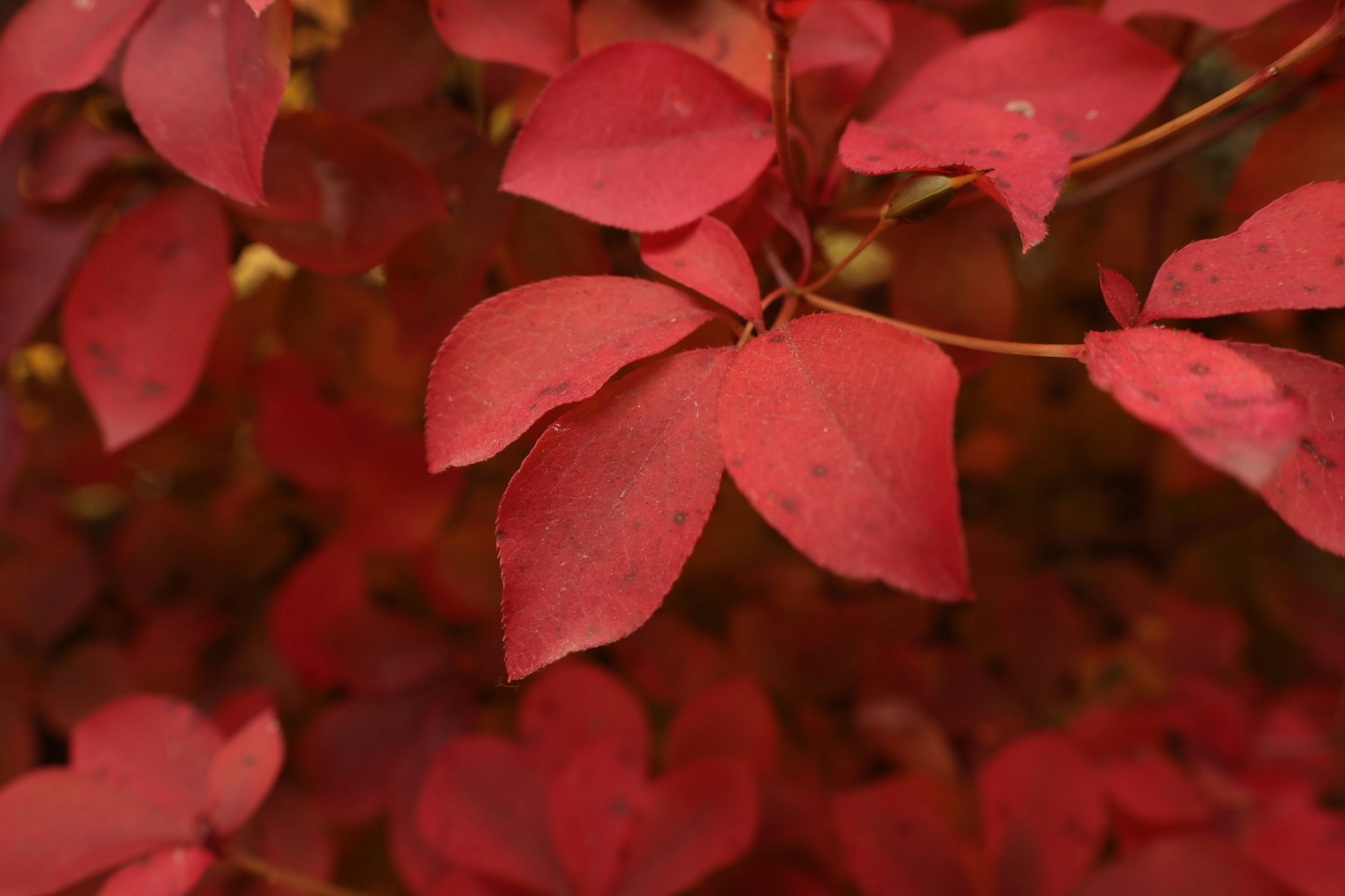 Primo piano di foglie rosse vibranti su una pianta