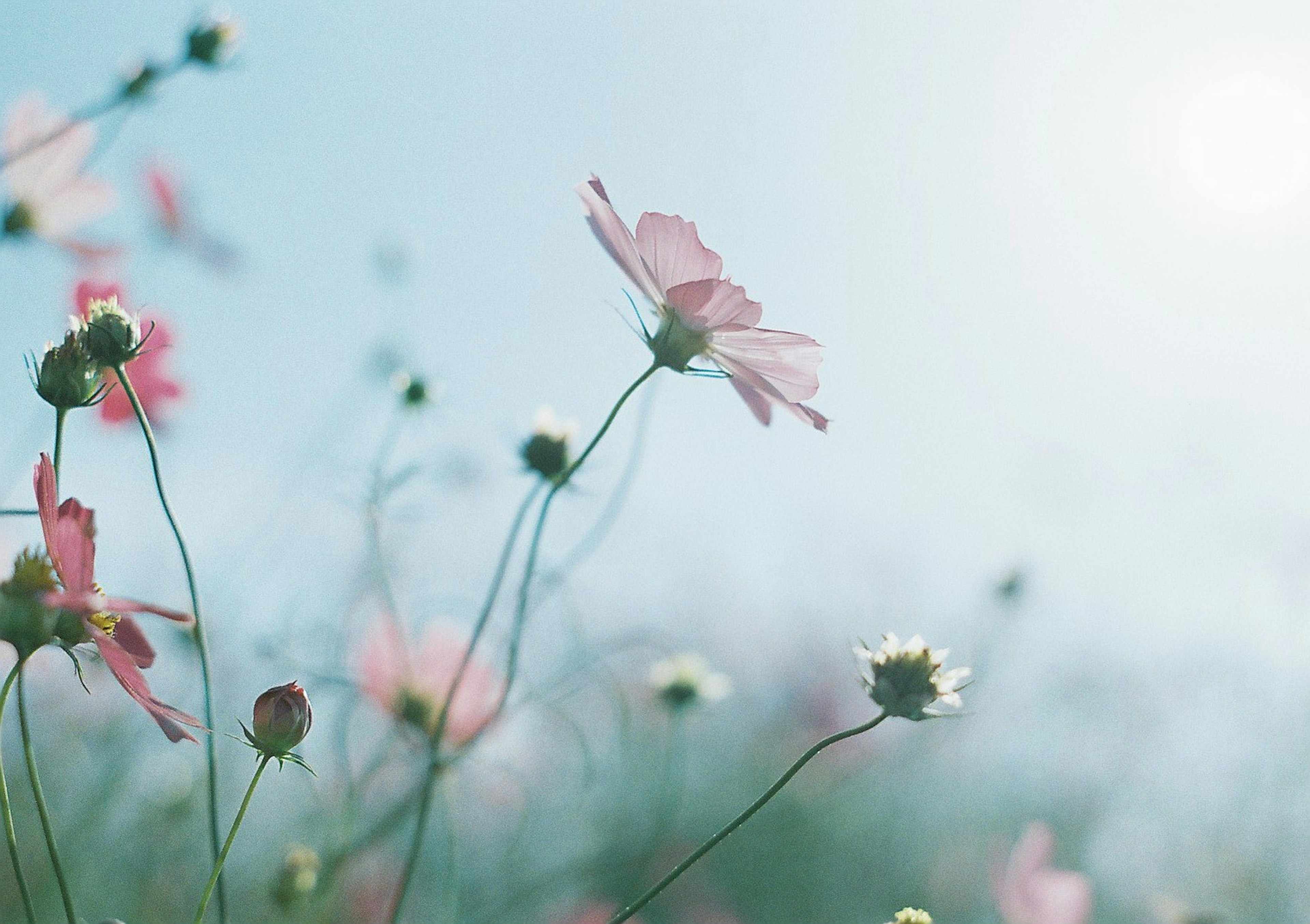 青空の下に咲く淡いピンク色の花々と緑の茎