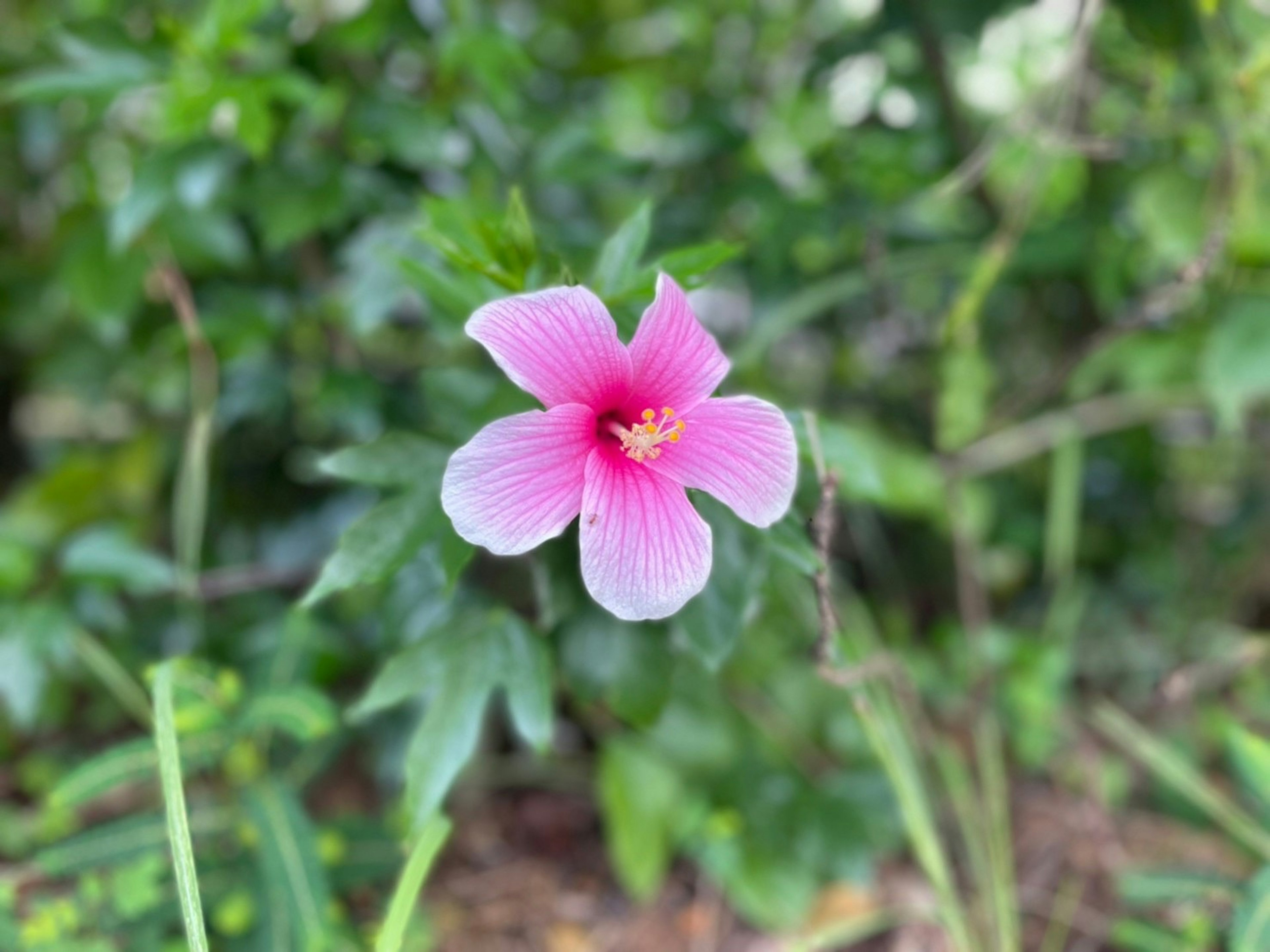 鮮やかなピンク色の花が緑の葉の中で咲いている