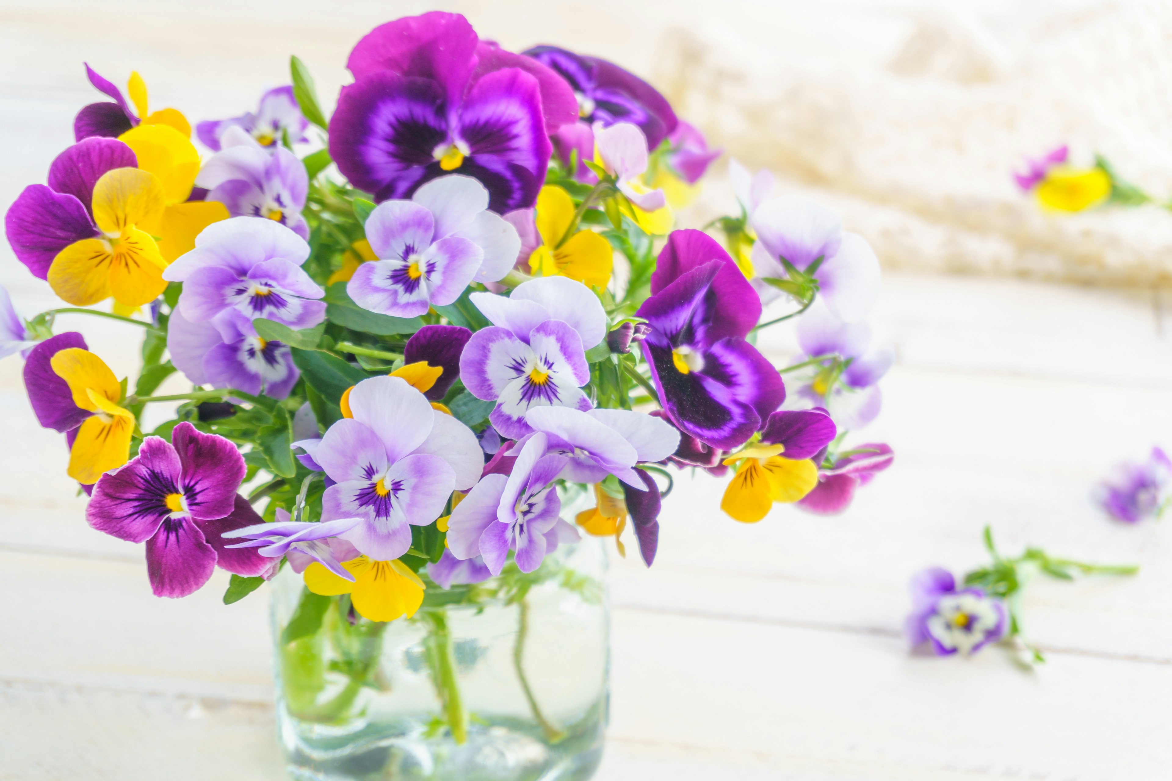 Un bouquet de pensées violettes et jaunes dans un vase en verre transparent