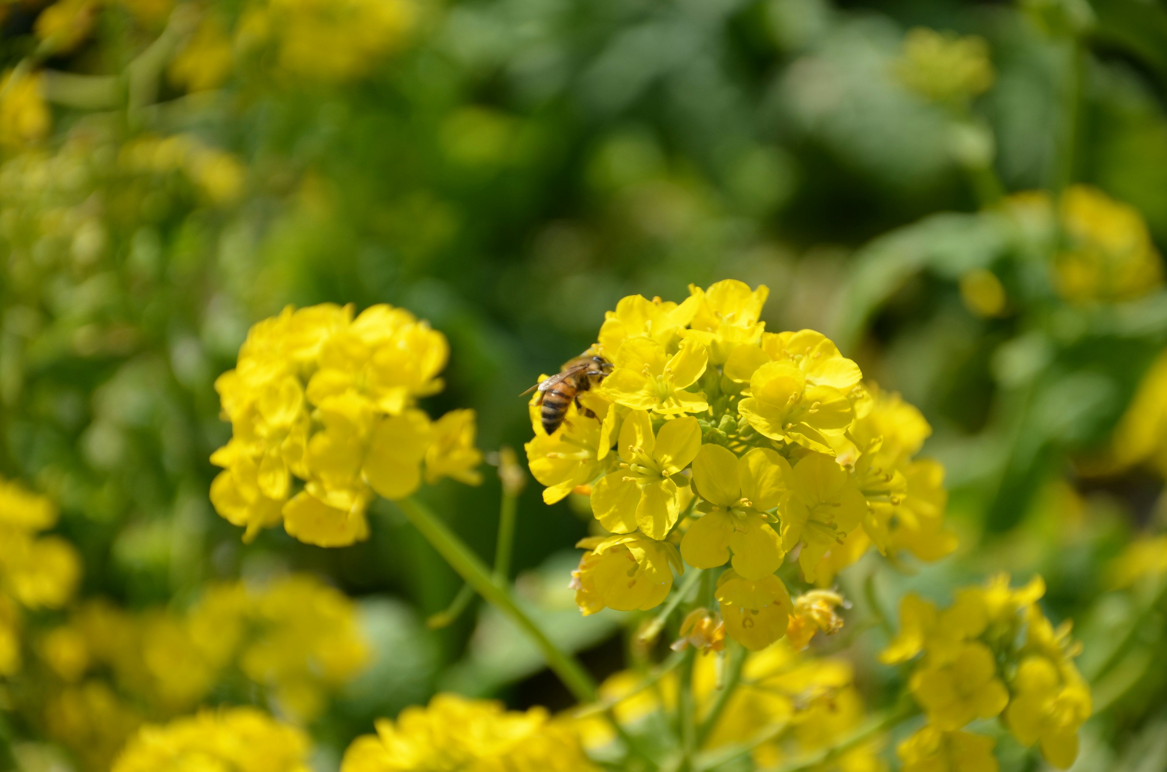 Acercamiento de flores amarillas con una abeja