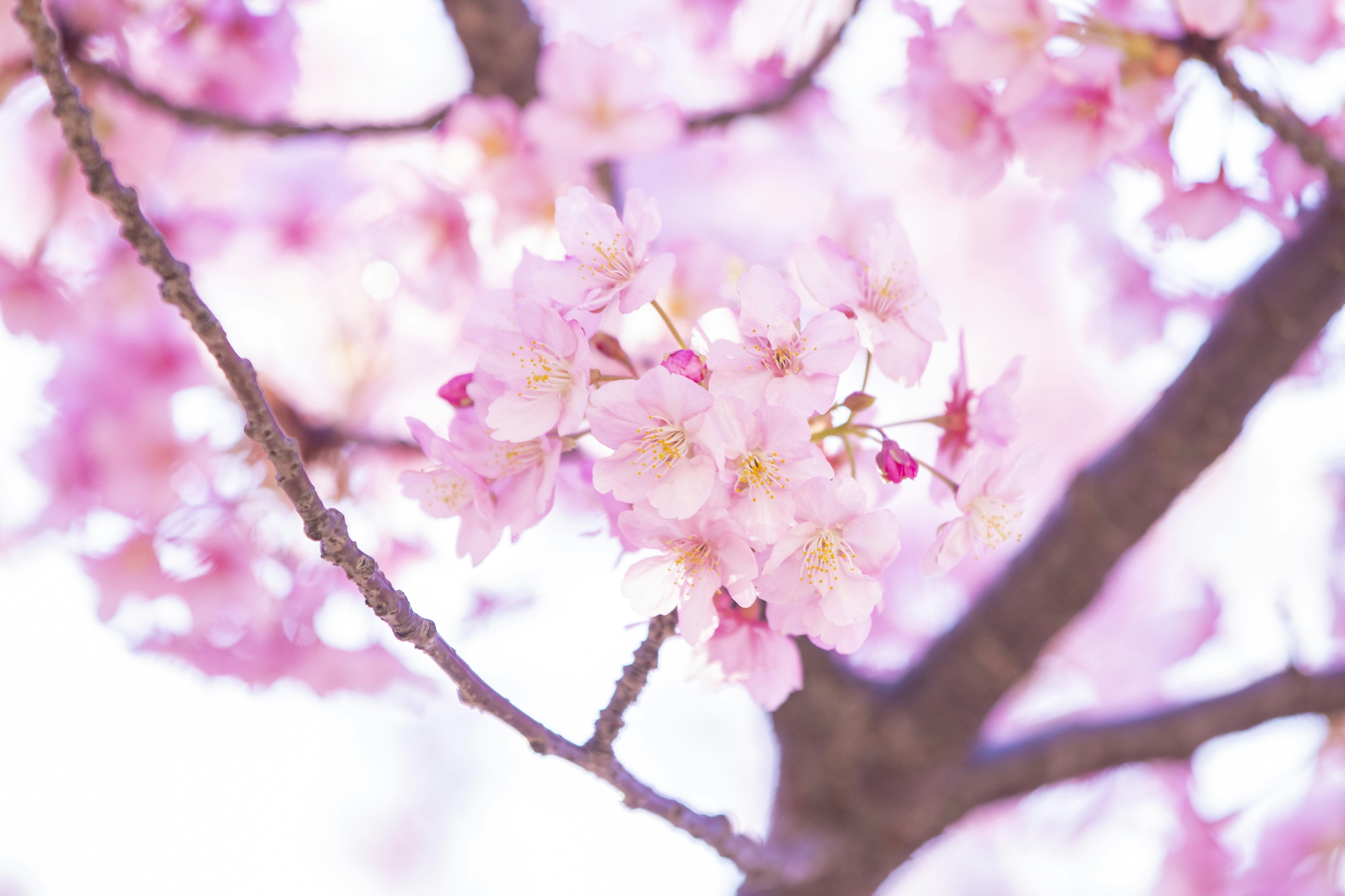 Kedekatan bunga sakura di cabang