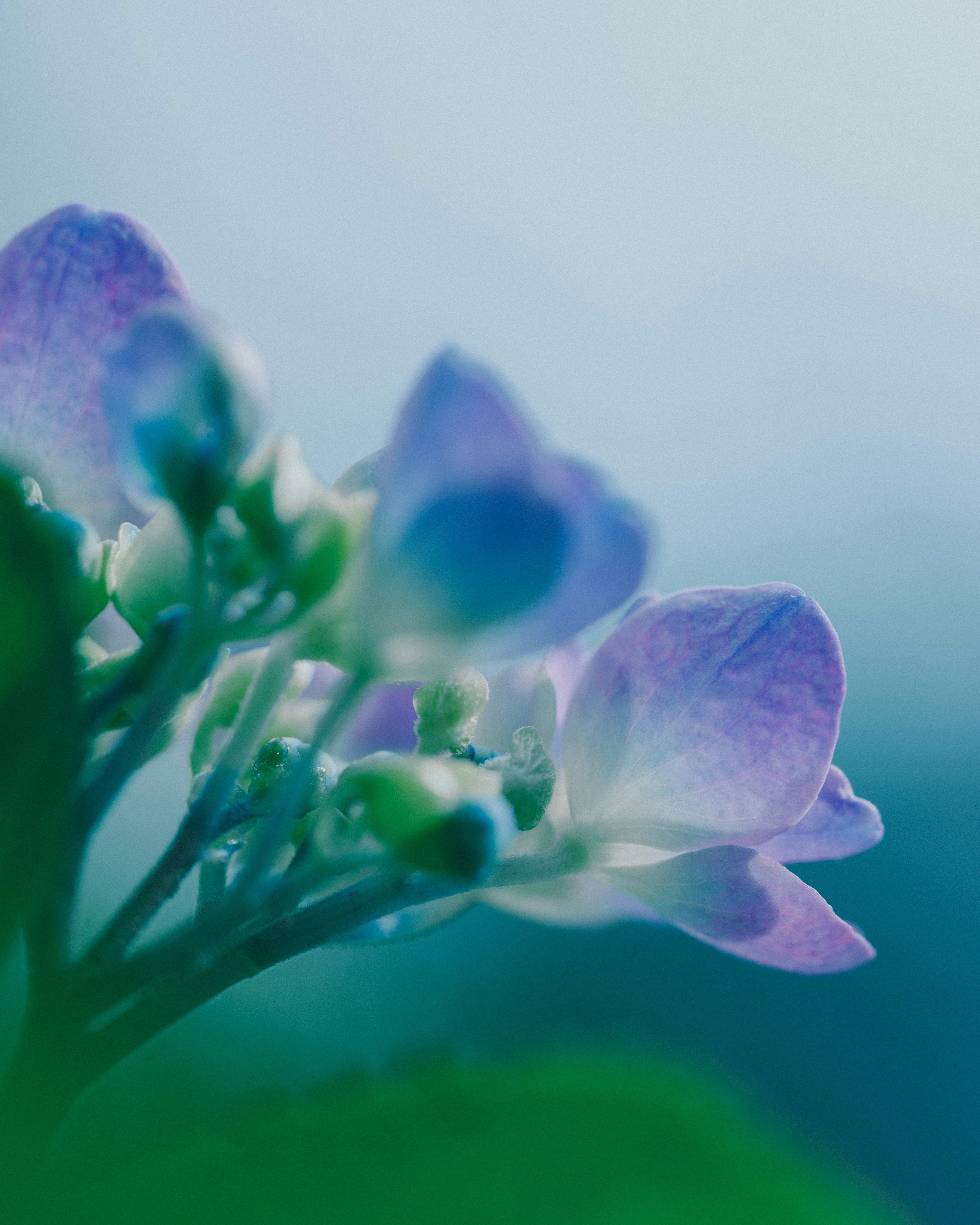 Close-up image of pale purple flowers and buds