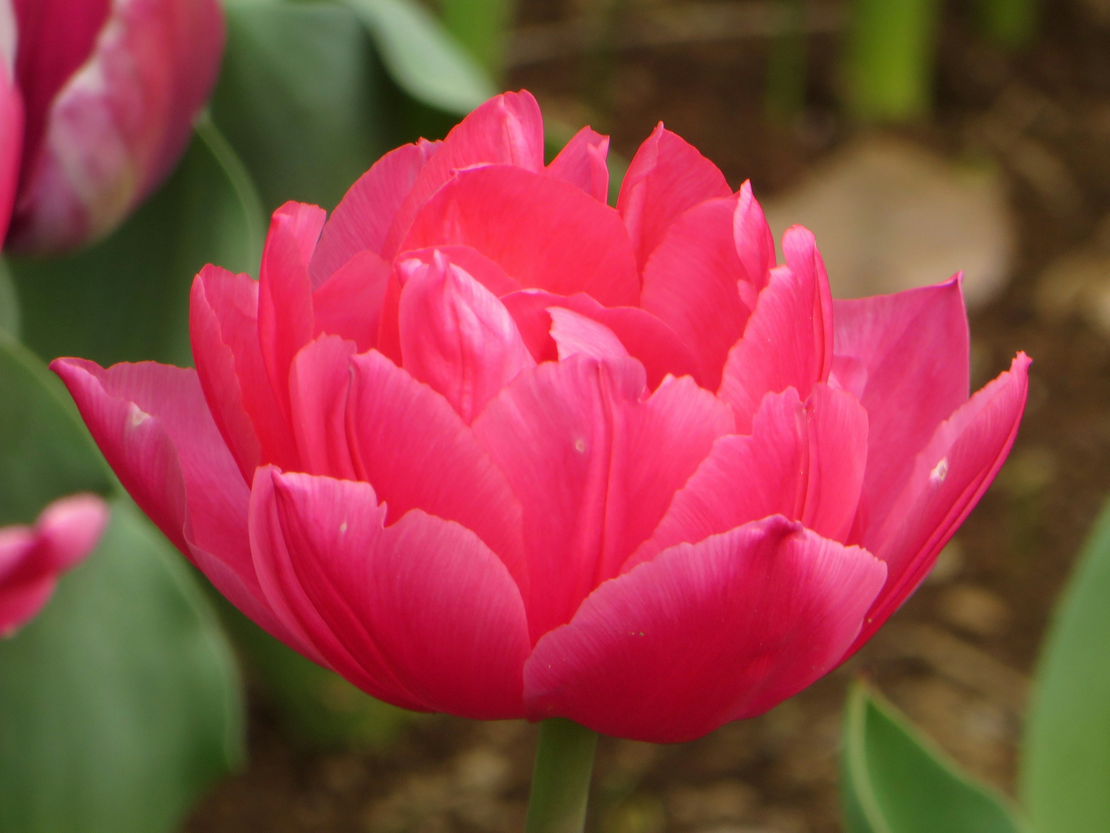 鮮やかなピンクのチューリップの花が咲いている