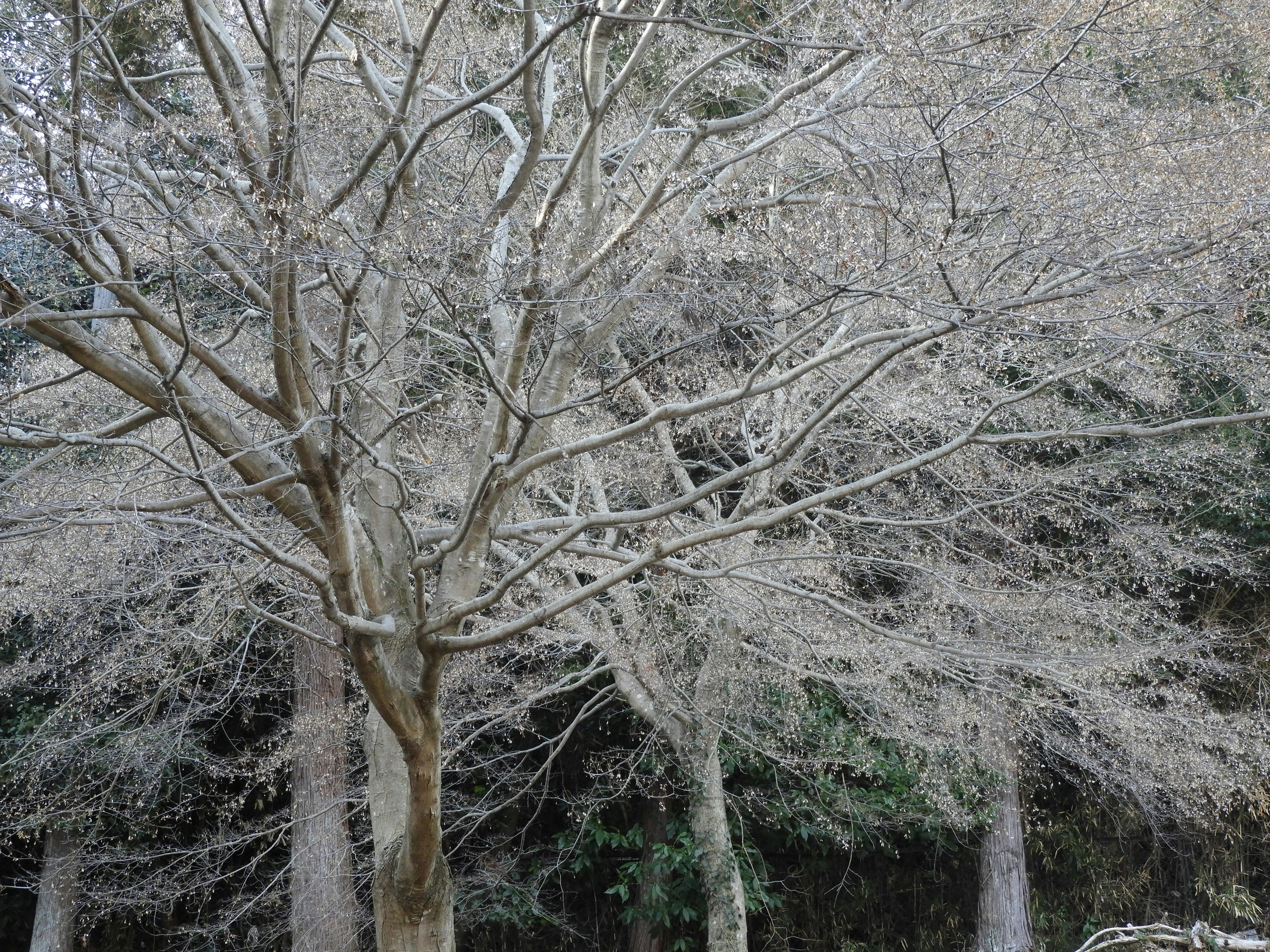 Alberi invernali con rami spogli e uno sfondo attenuato