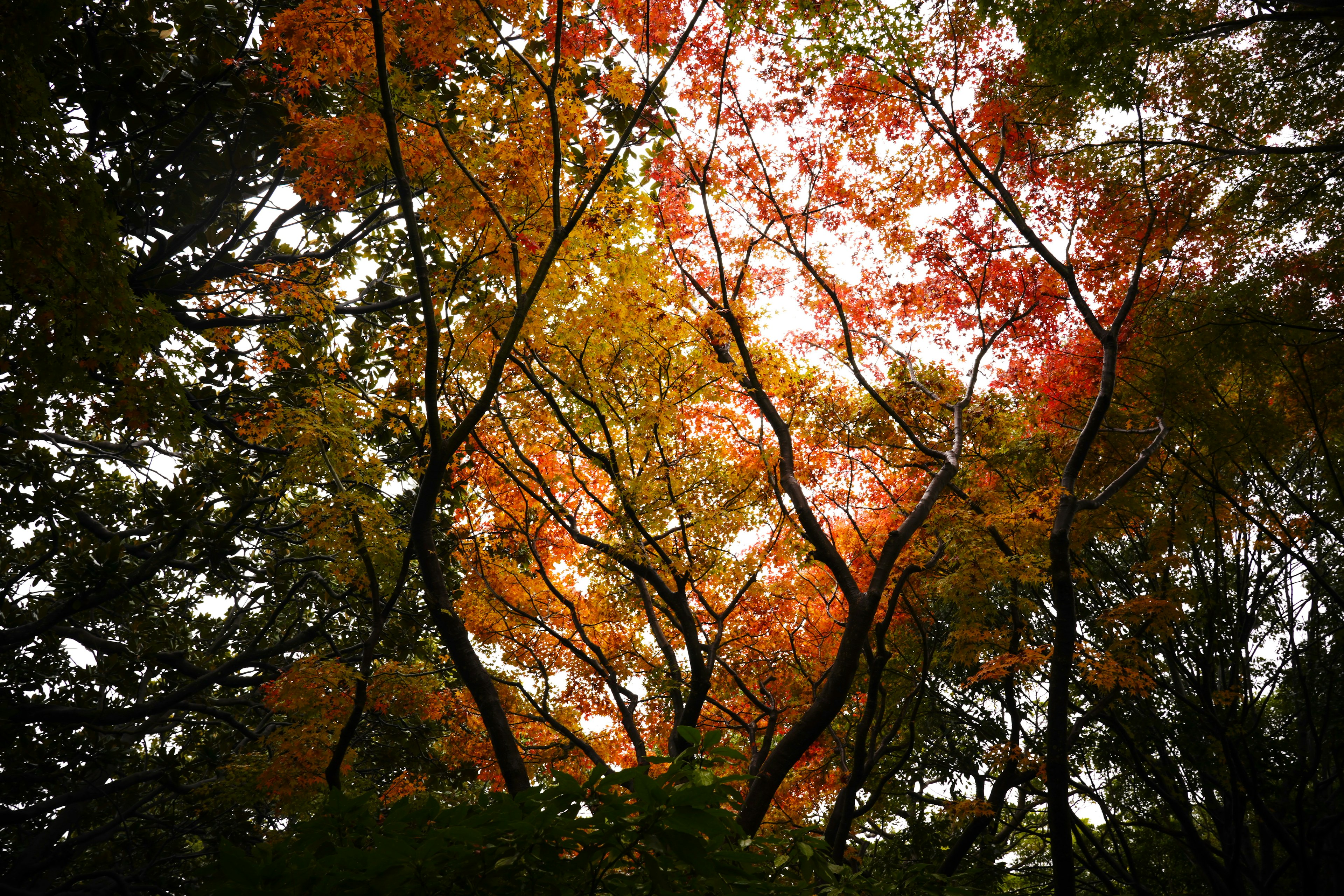 Vista di alberi con foglie rosse e arancioni dal basso