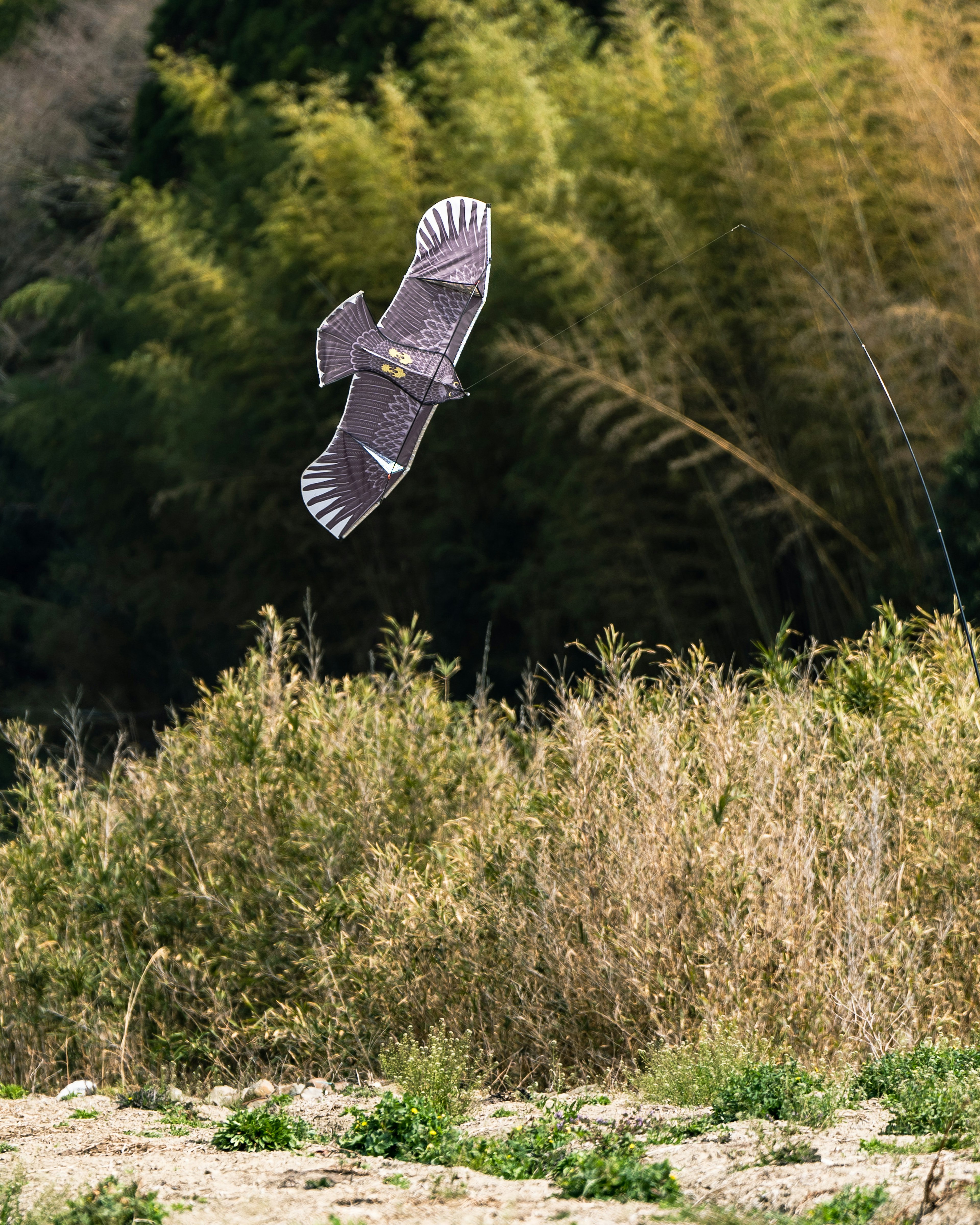 A soaring bird of prey with a green plant background