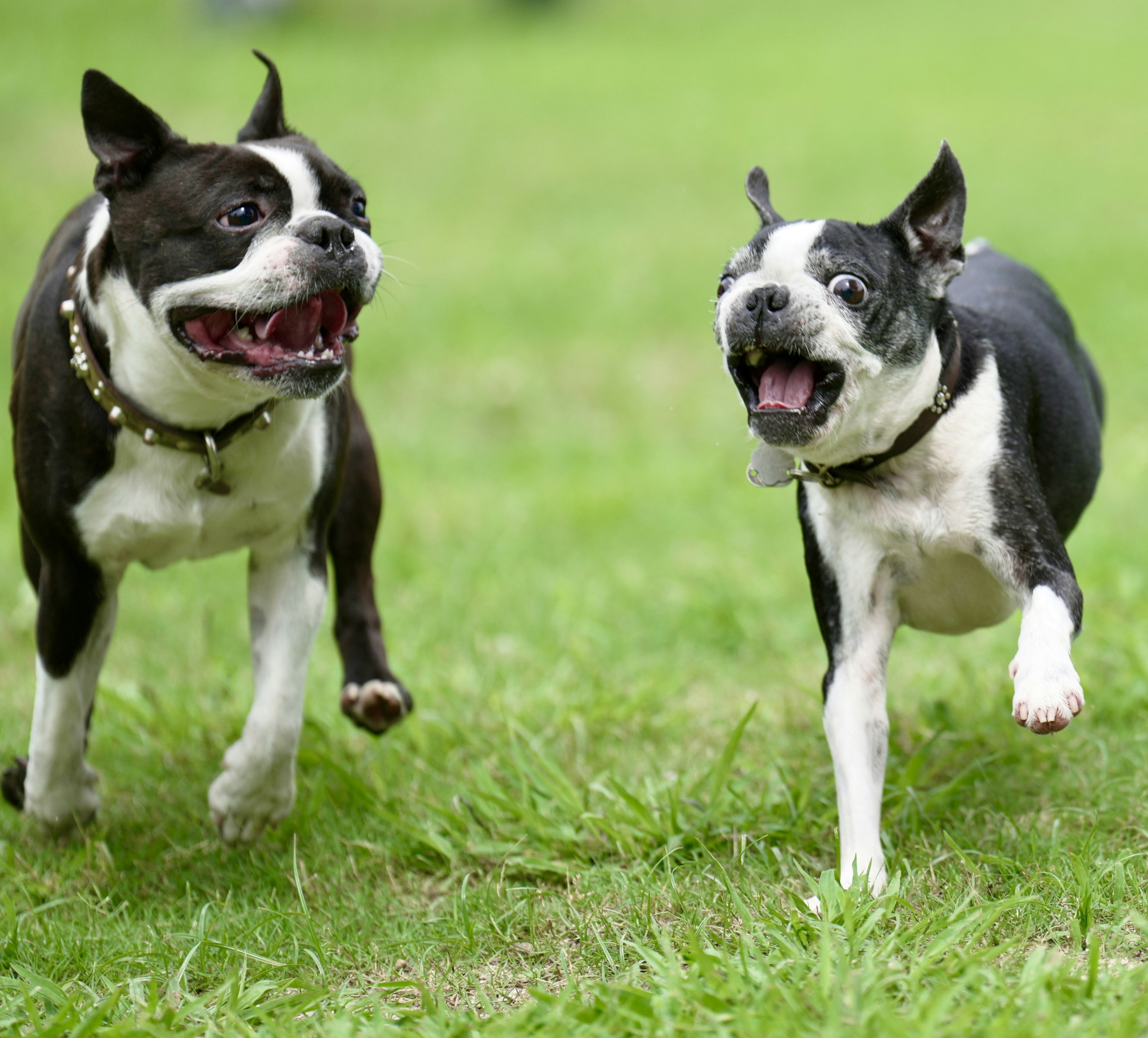 Dua Boston Terrier berlari gembira di atas rumput hijau