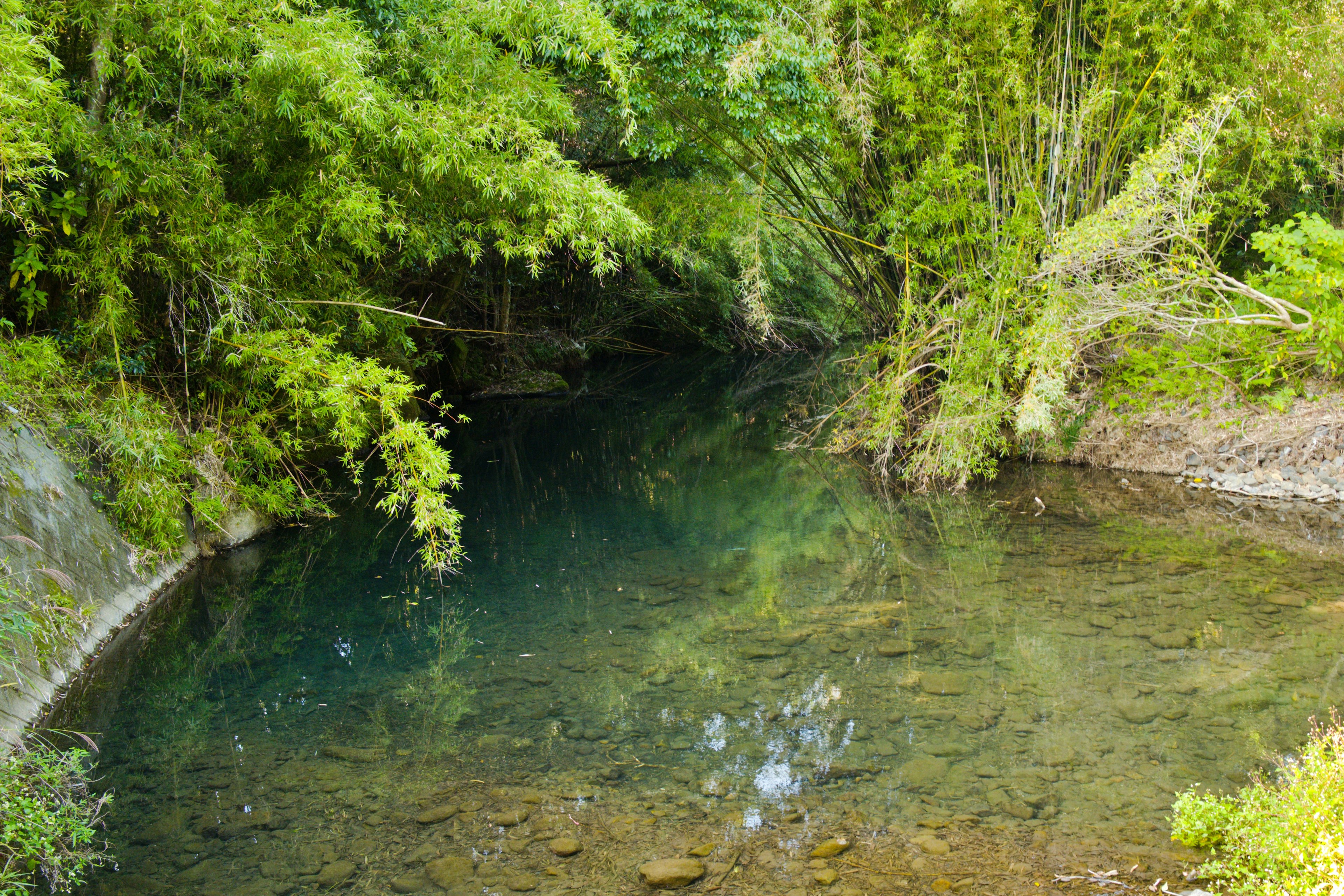 Escena de río serena rodeada de vegetación exuberante