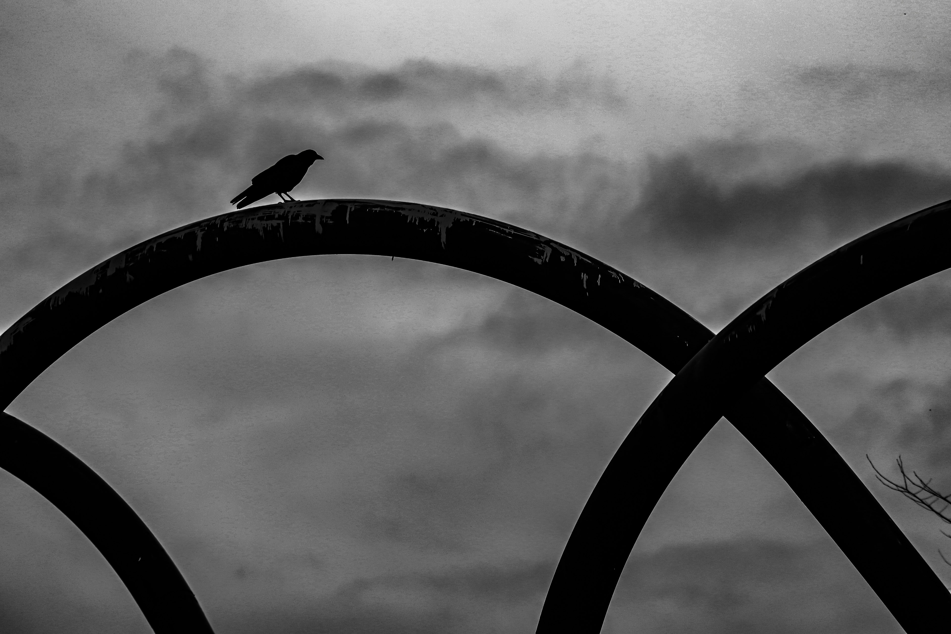 Un pájaro negro posado en una valla curva en un paisaje en blanco y negro