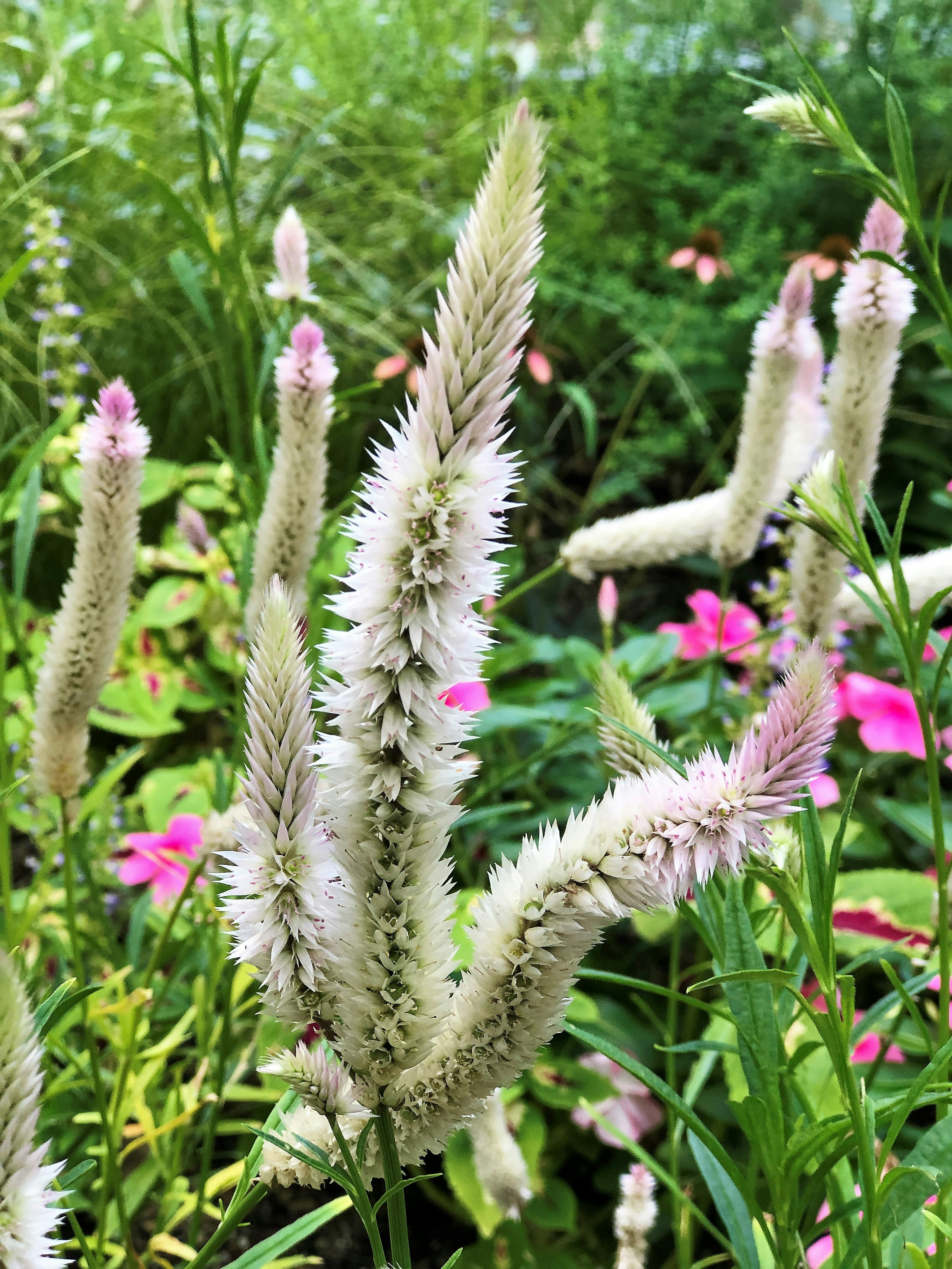 白い花穂を持つ植物が緑の背景に群生している