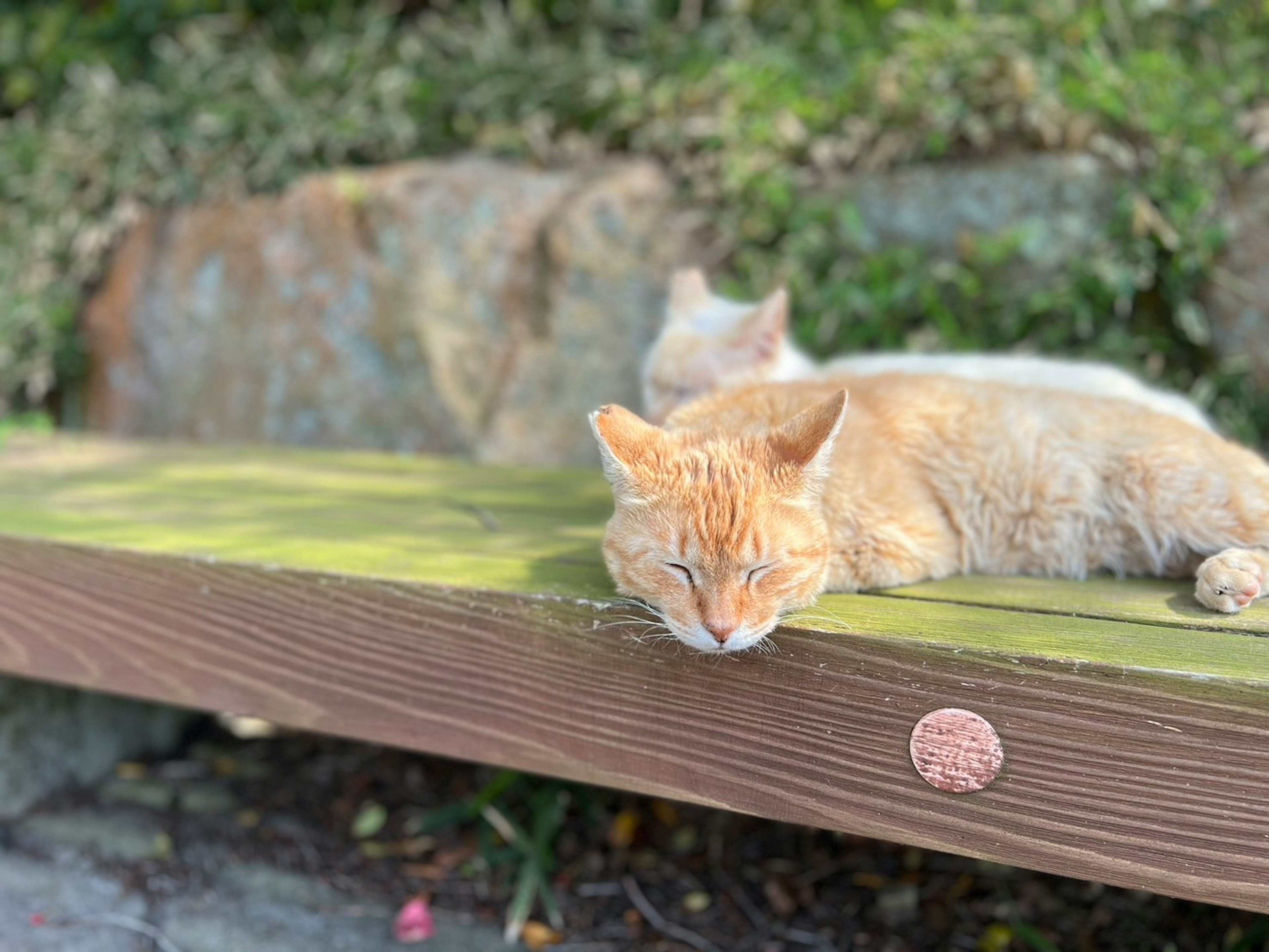 二匹の猫が木のベンチの上で寝ている　オレンジ色の猫と白い猫　周囲には緑の背景