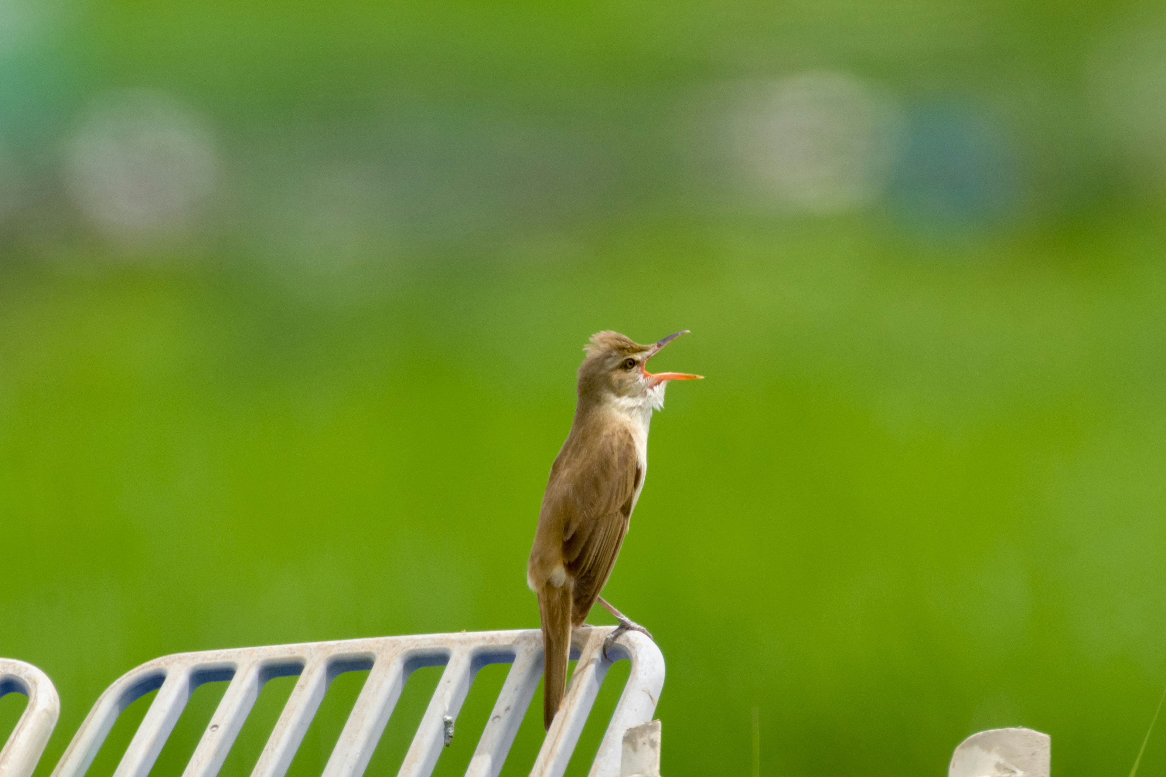 Un petit oiseau perché sur une balustrade blanche avec un fond vert