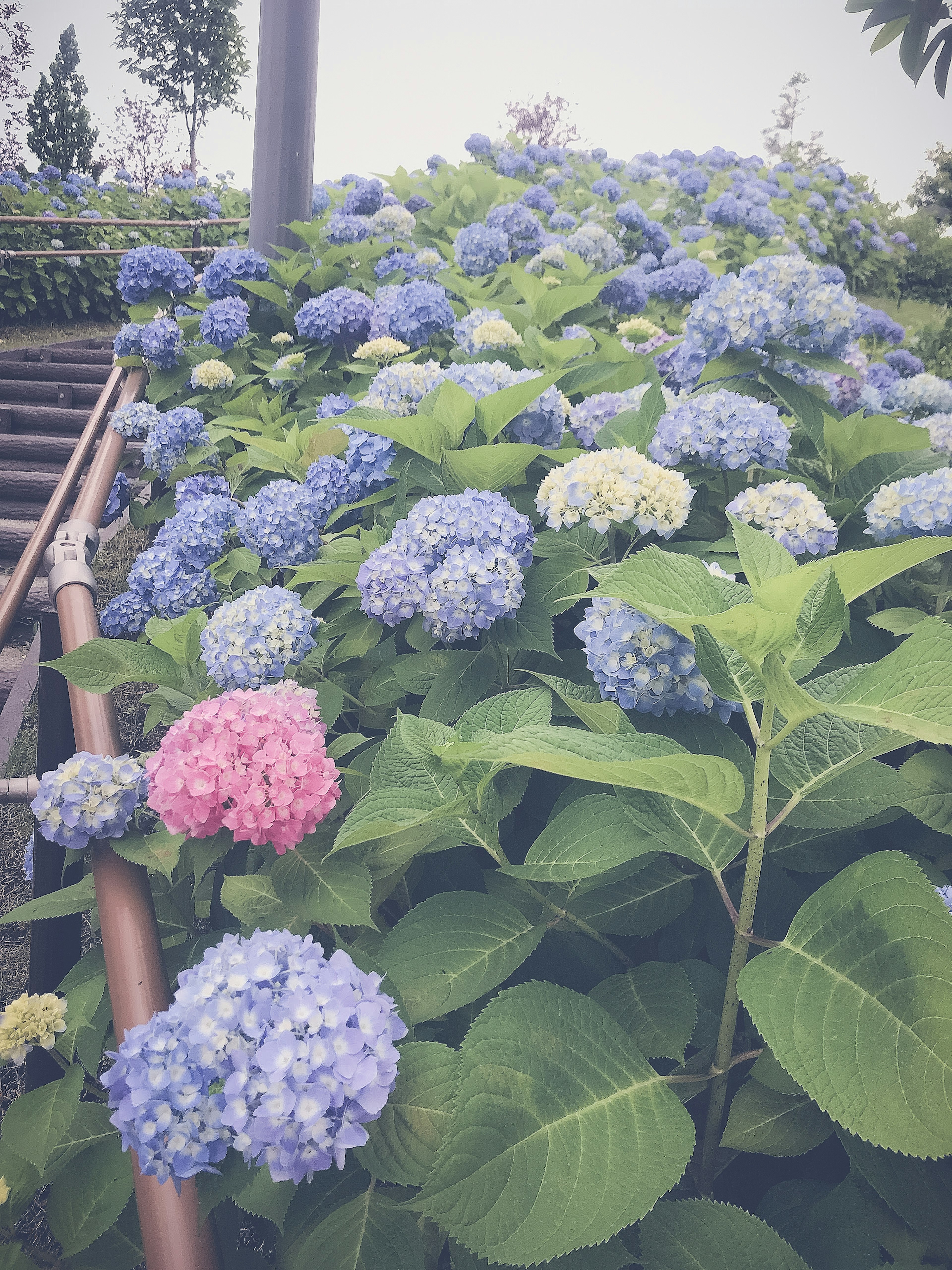 Una vibrante exhibición de flores de hortensia azules en plena floración