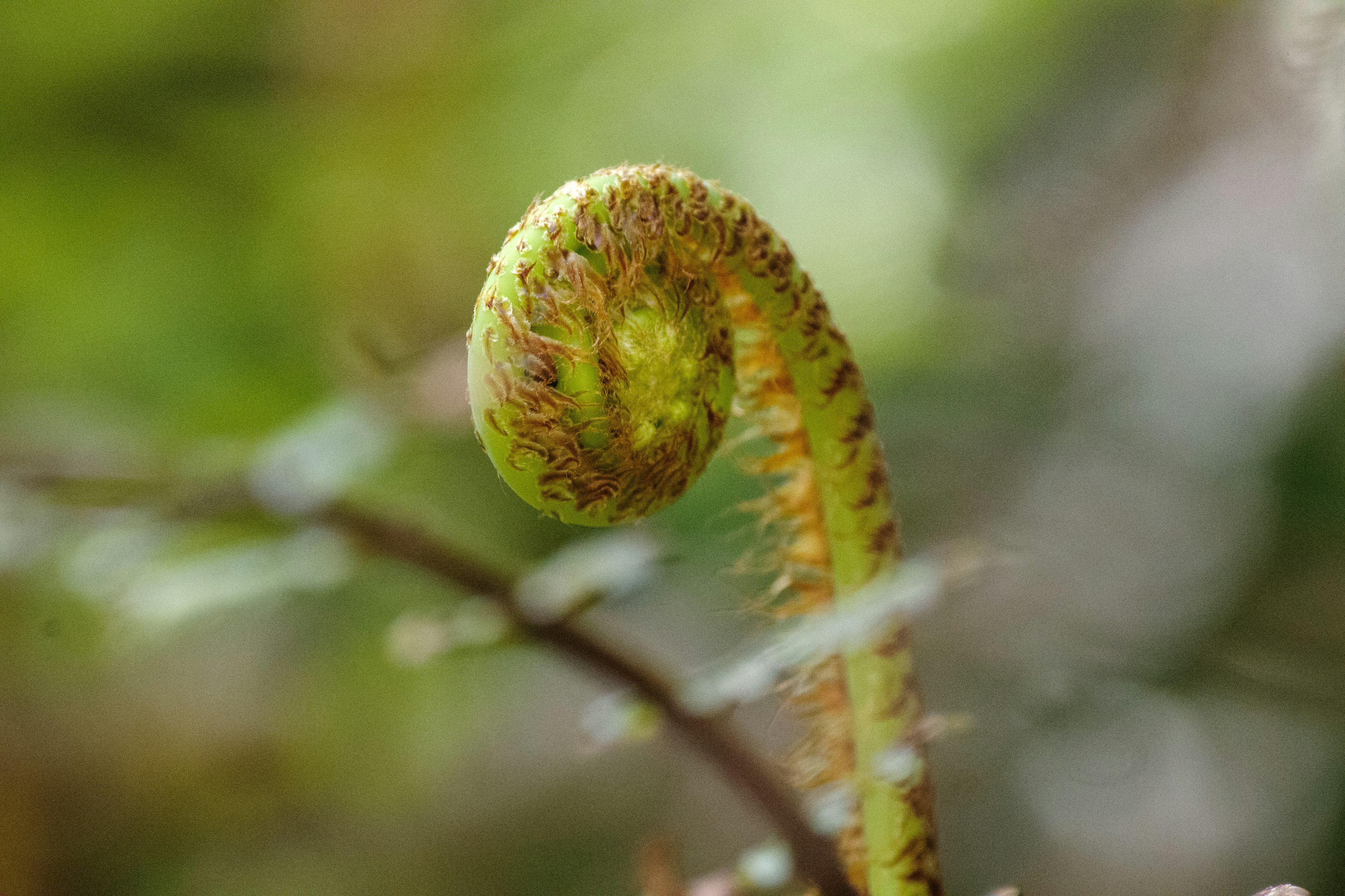 Green fern frond in a spiral shape