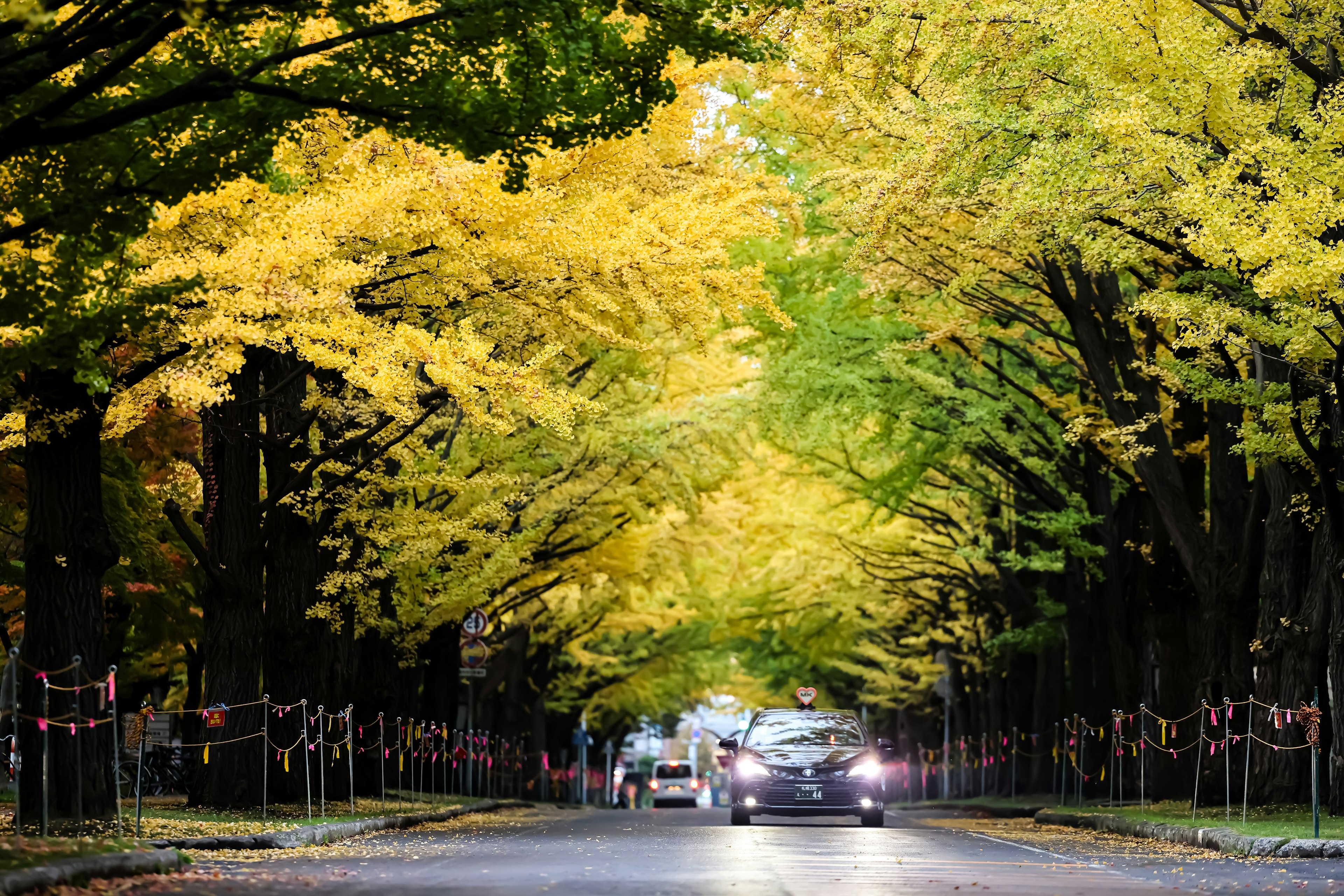 汽车在树木繁茂的道路上行驶，周围是鲜艳的黄色叶子