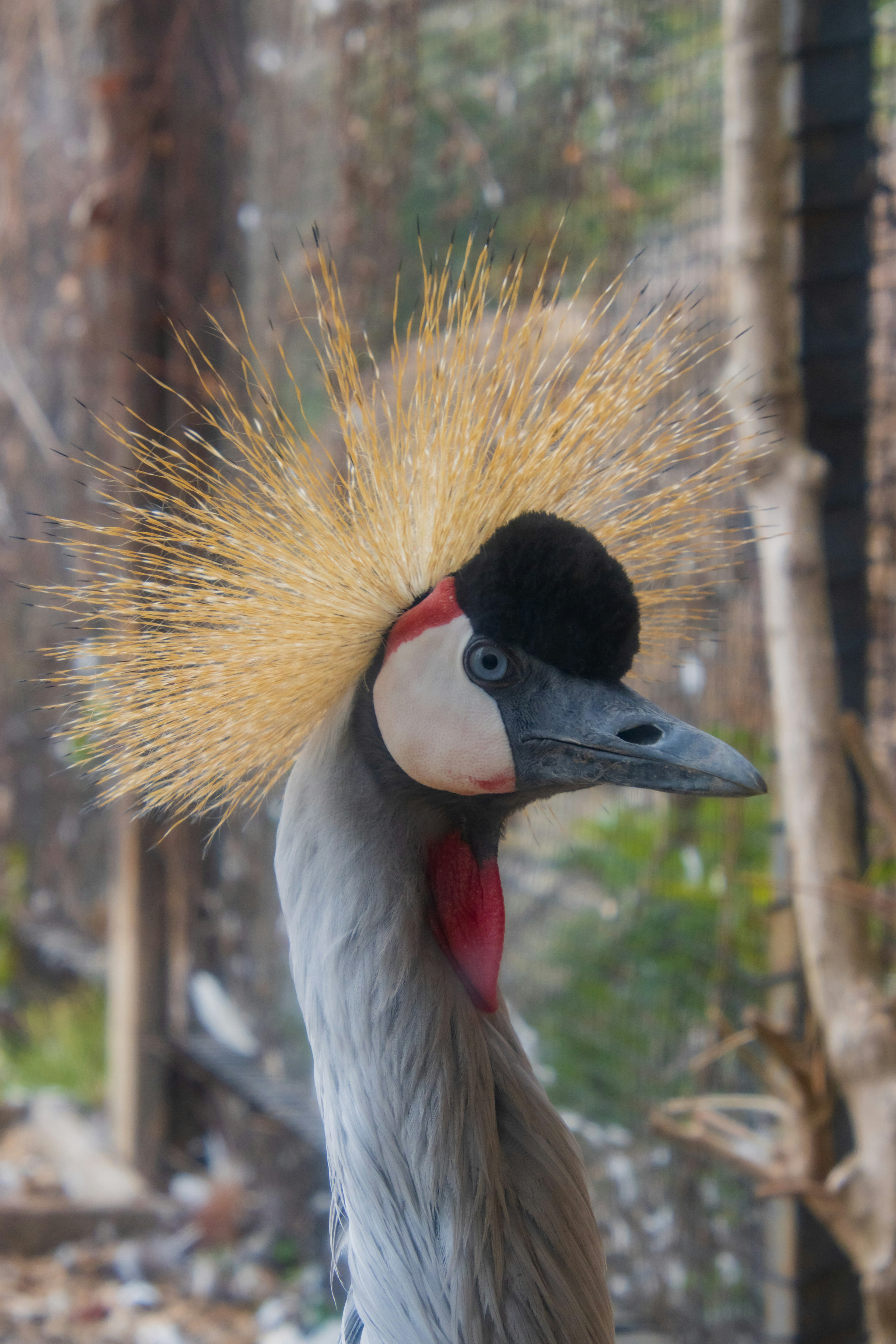 Profil d'une grue avec un plumage doré sur la tête