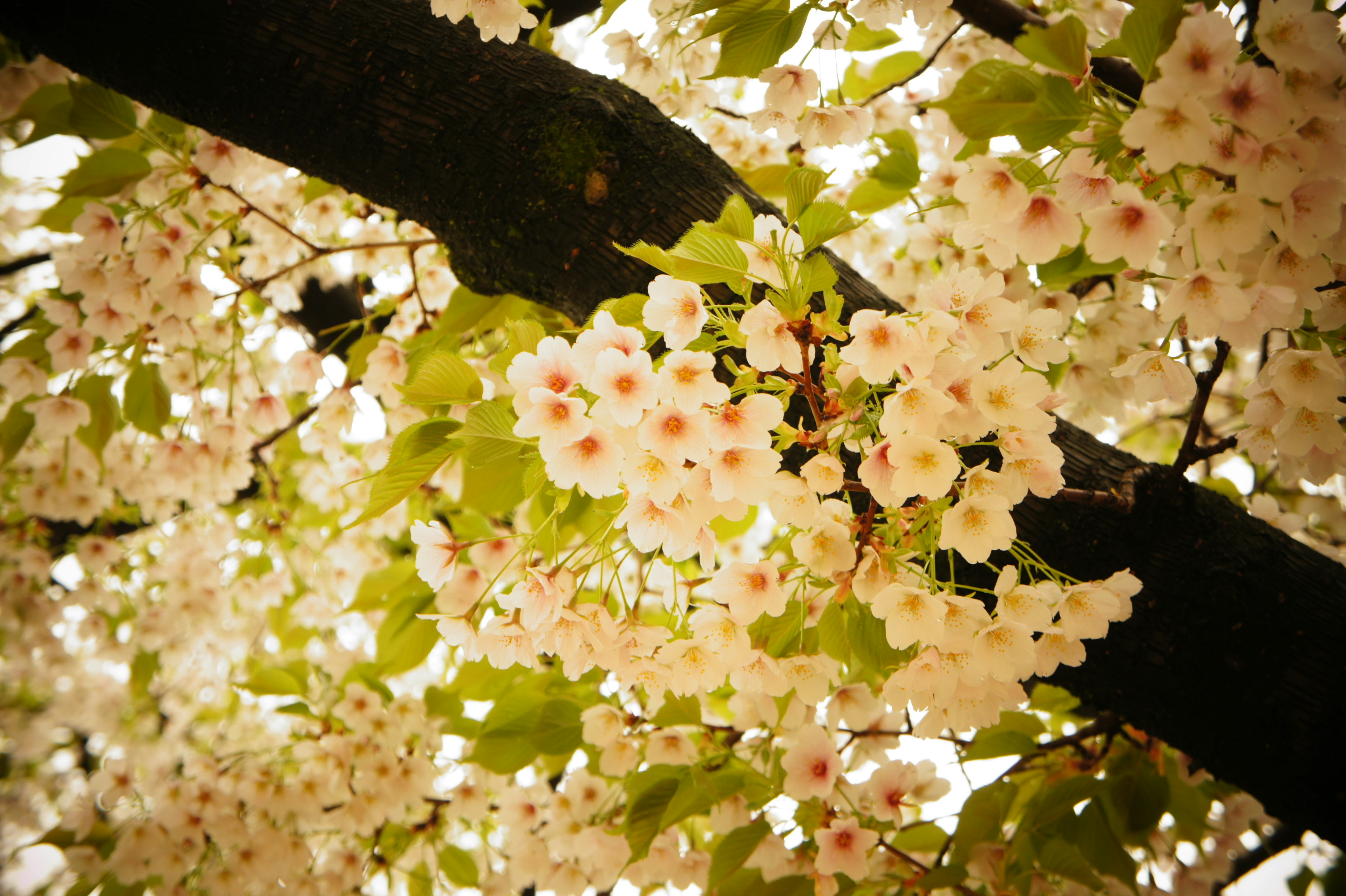 美しい桜の花と緑の葉が特徴的な木の枝のクローズアップ