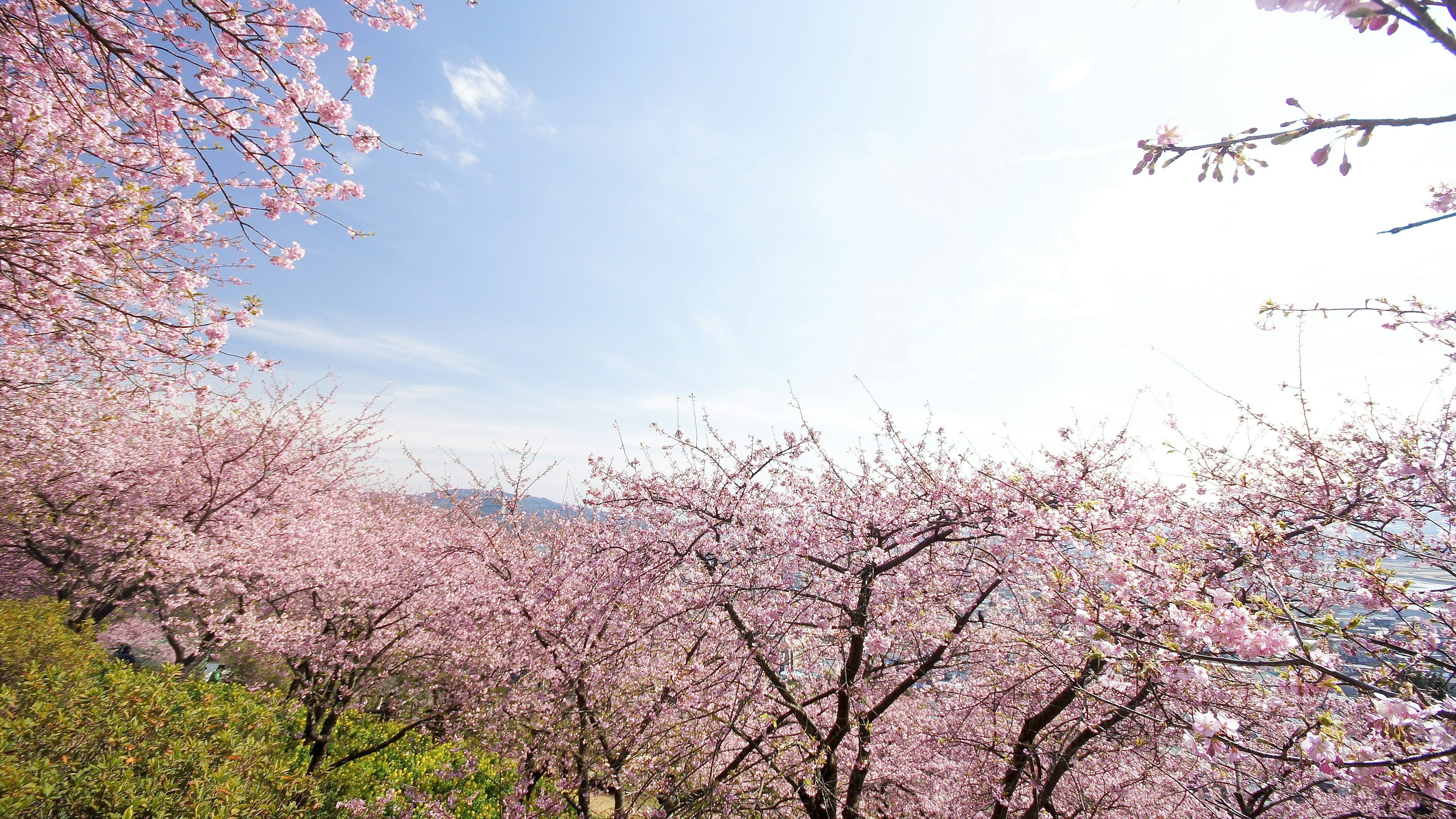 Pohon sakura mekar di bawah langit biru yang cerah