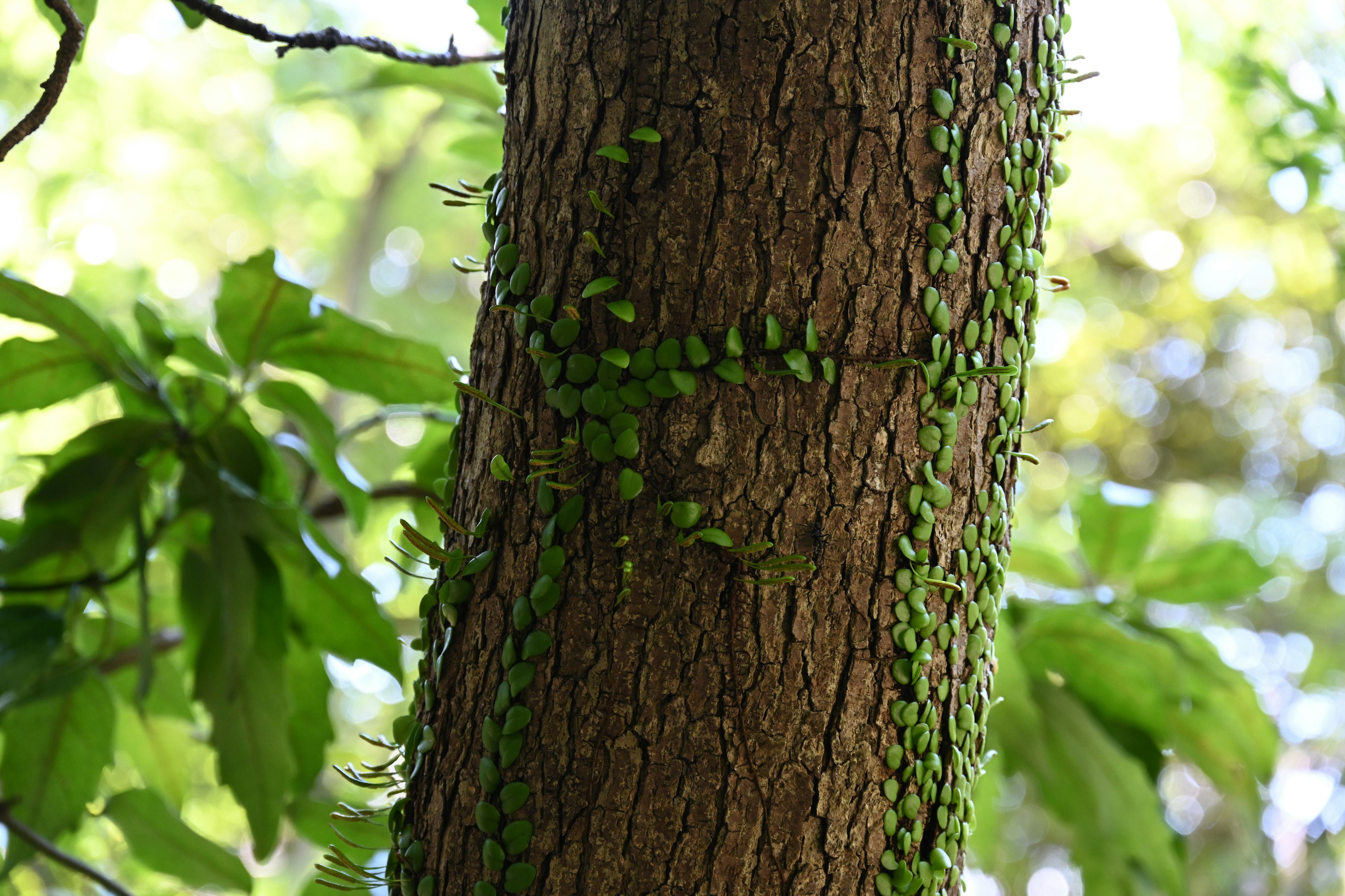 Primer plano de un tronco de árbol cubierto de pequeñas hojas verdes