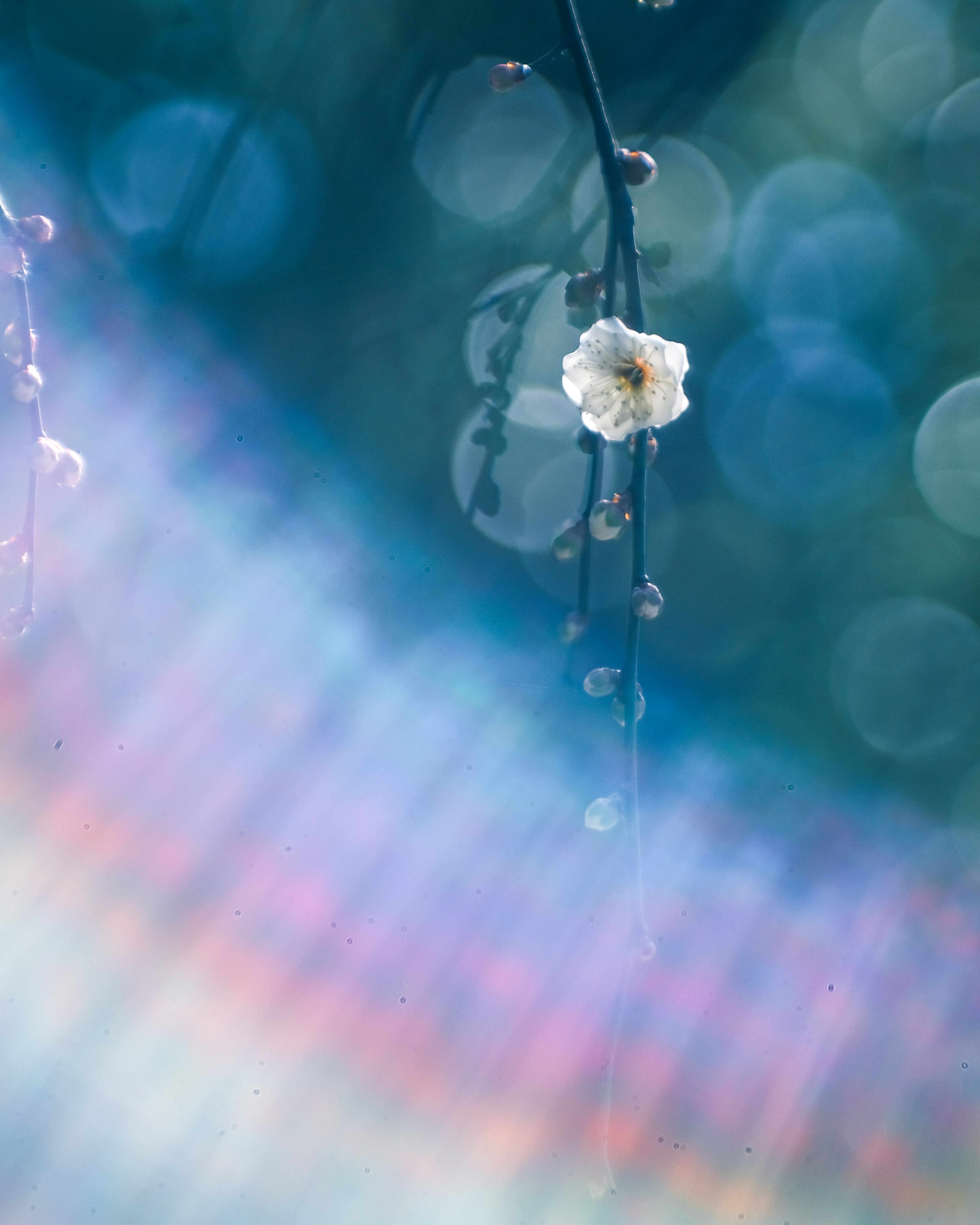 Ein sanftes Lichtbild mit einer weißen Blume vor einem blauen Hintergrund